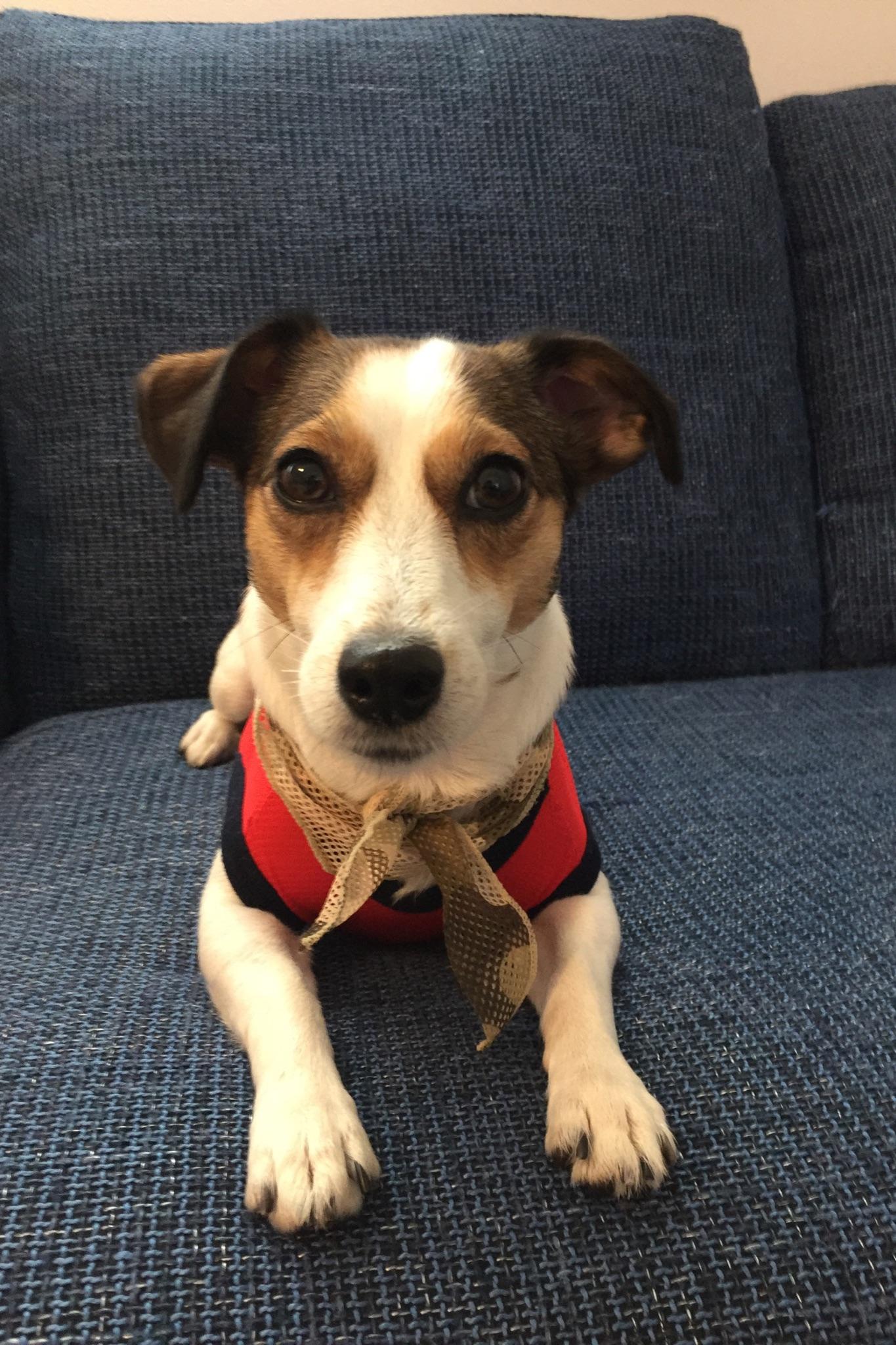 わんにゃんサイトの犬の写真