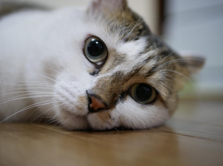 わんにゃんサイトの猫の写真