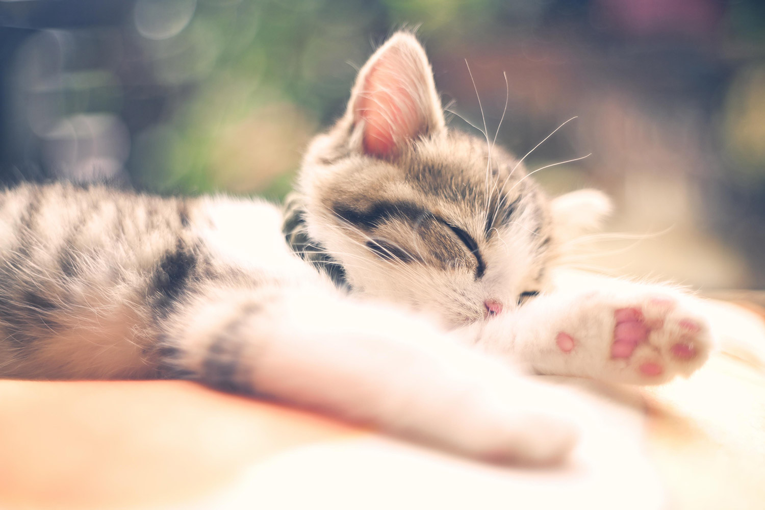 わんにゃんサイトの猫の写真