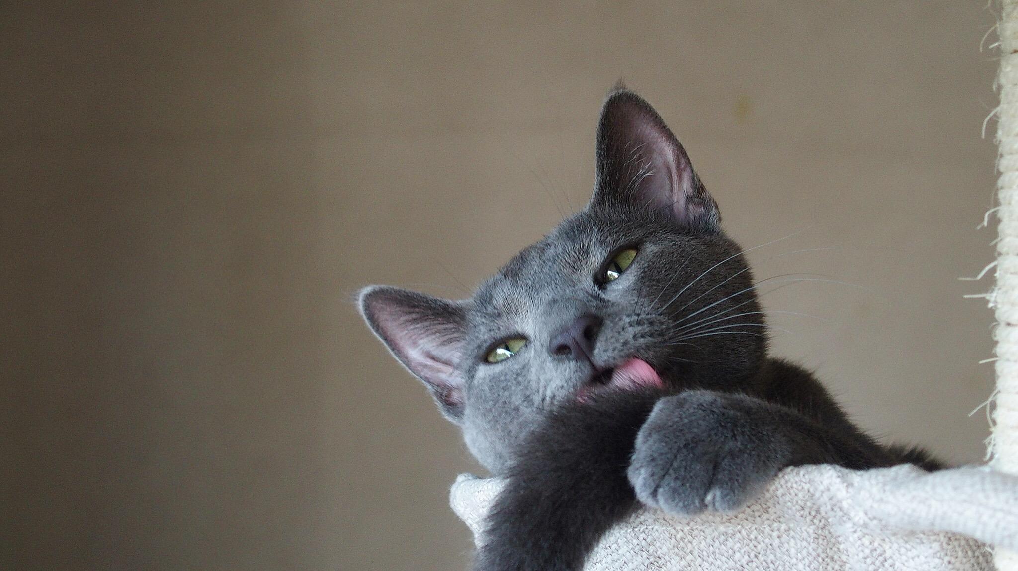 わんにゃんサイトの猫の写真