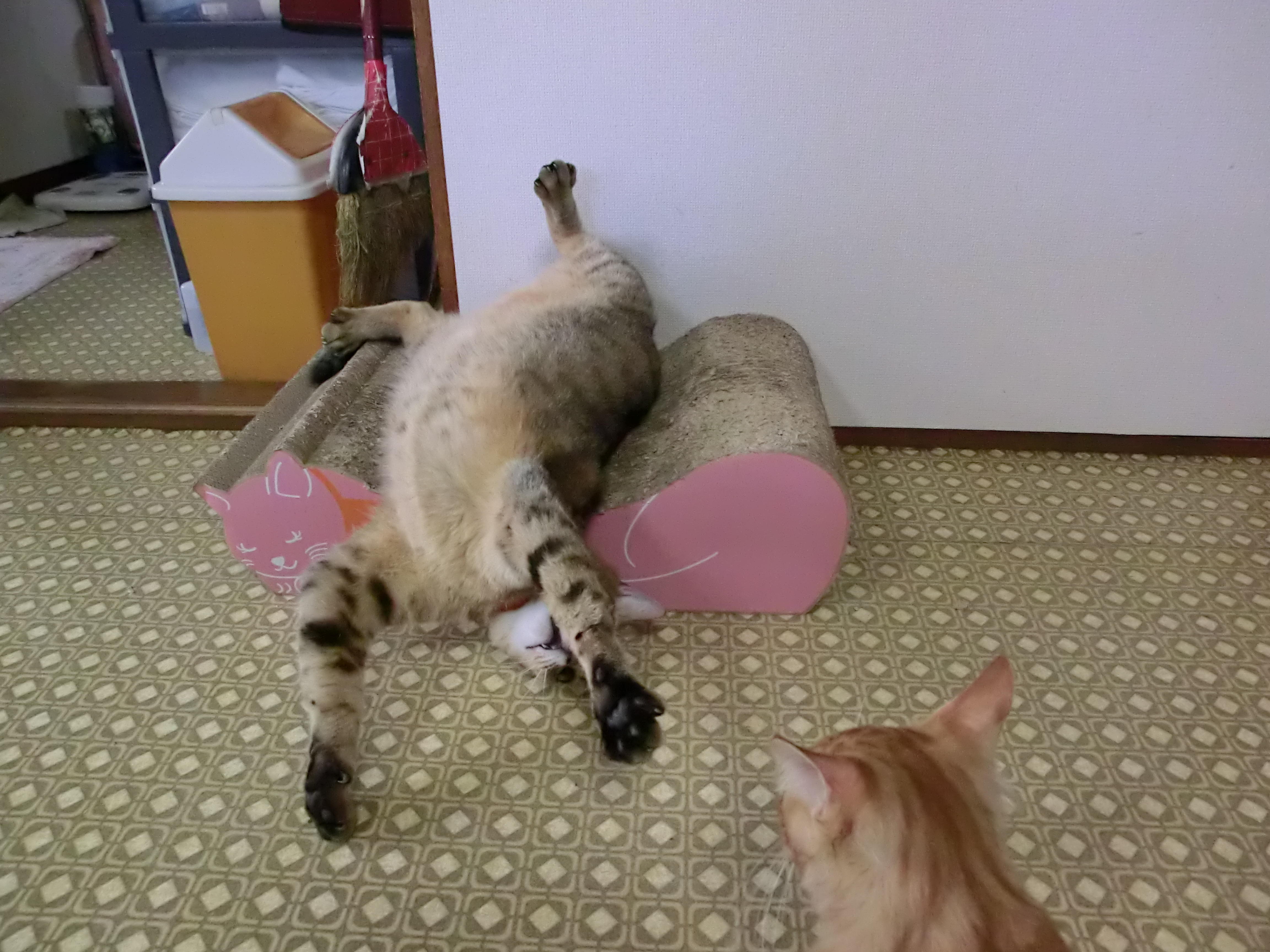 わんにゃんサイトの猫の写真