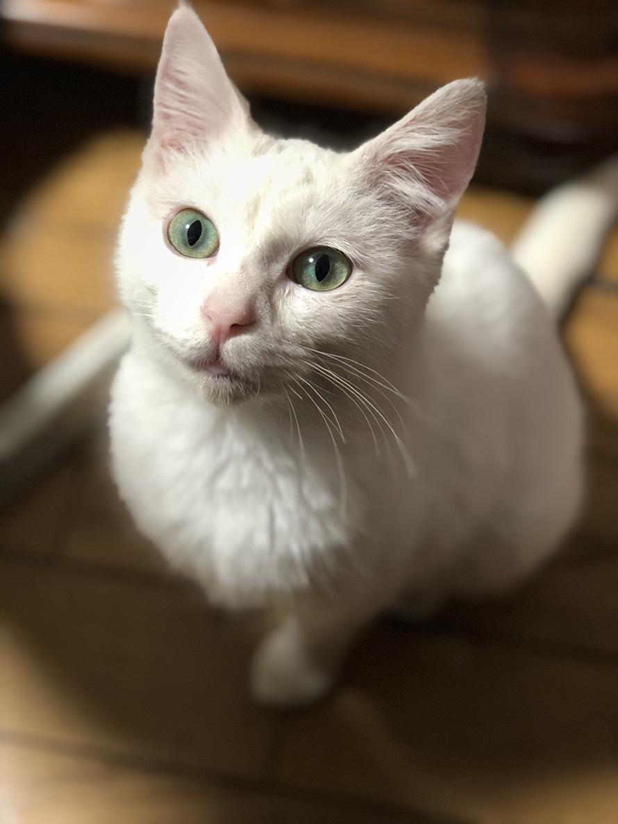 わんにゃんサイトの猫の写真