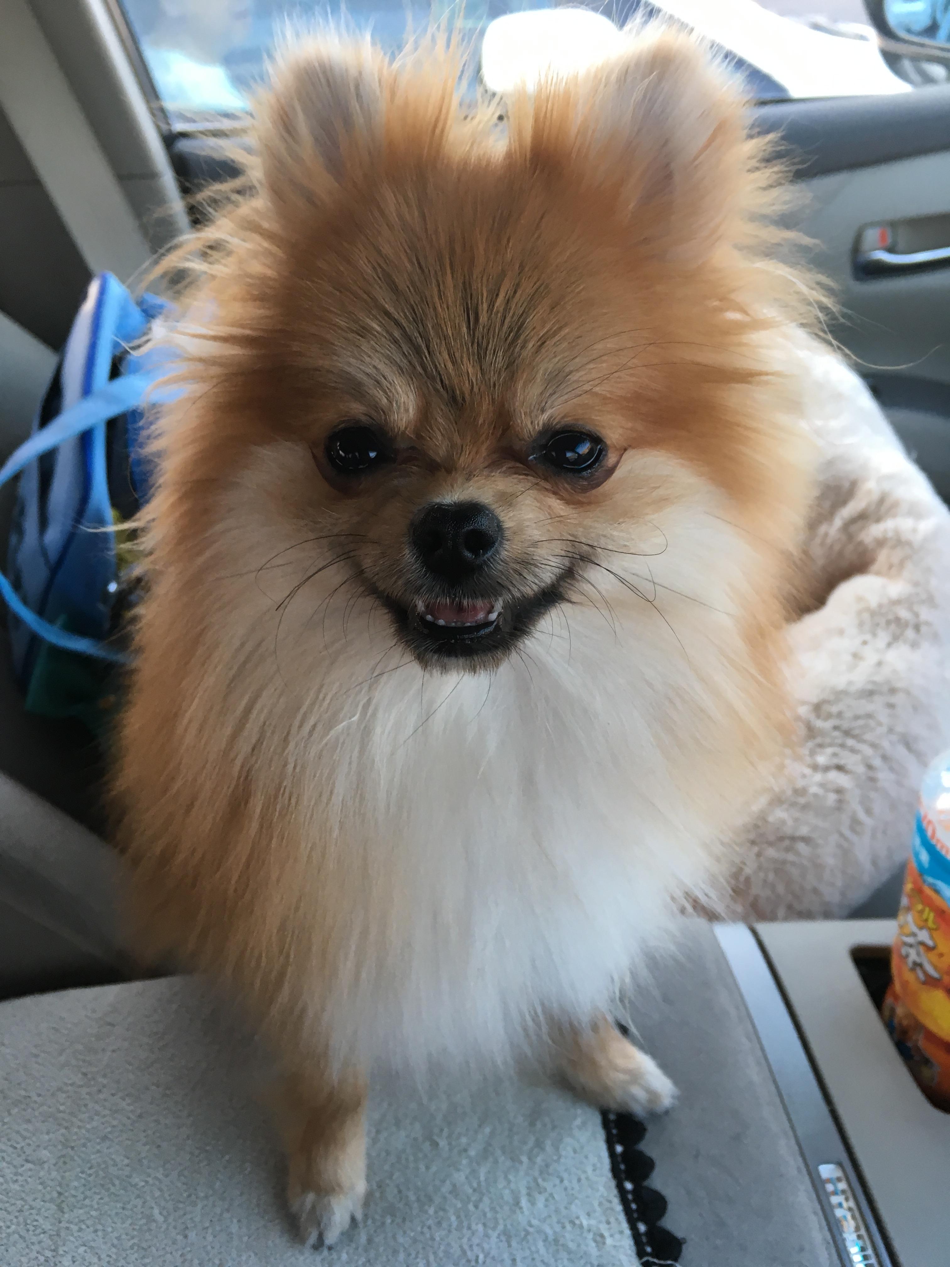 わんにゃんサイトの犬の写真