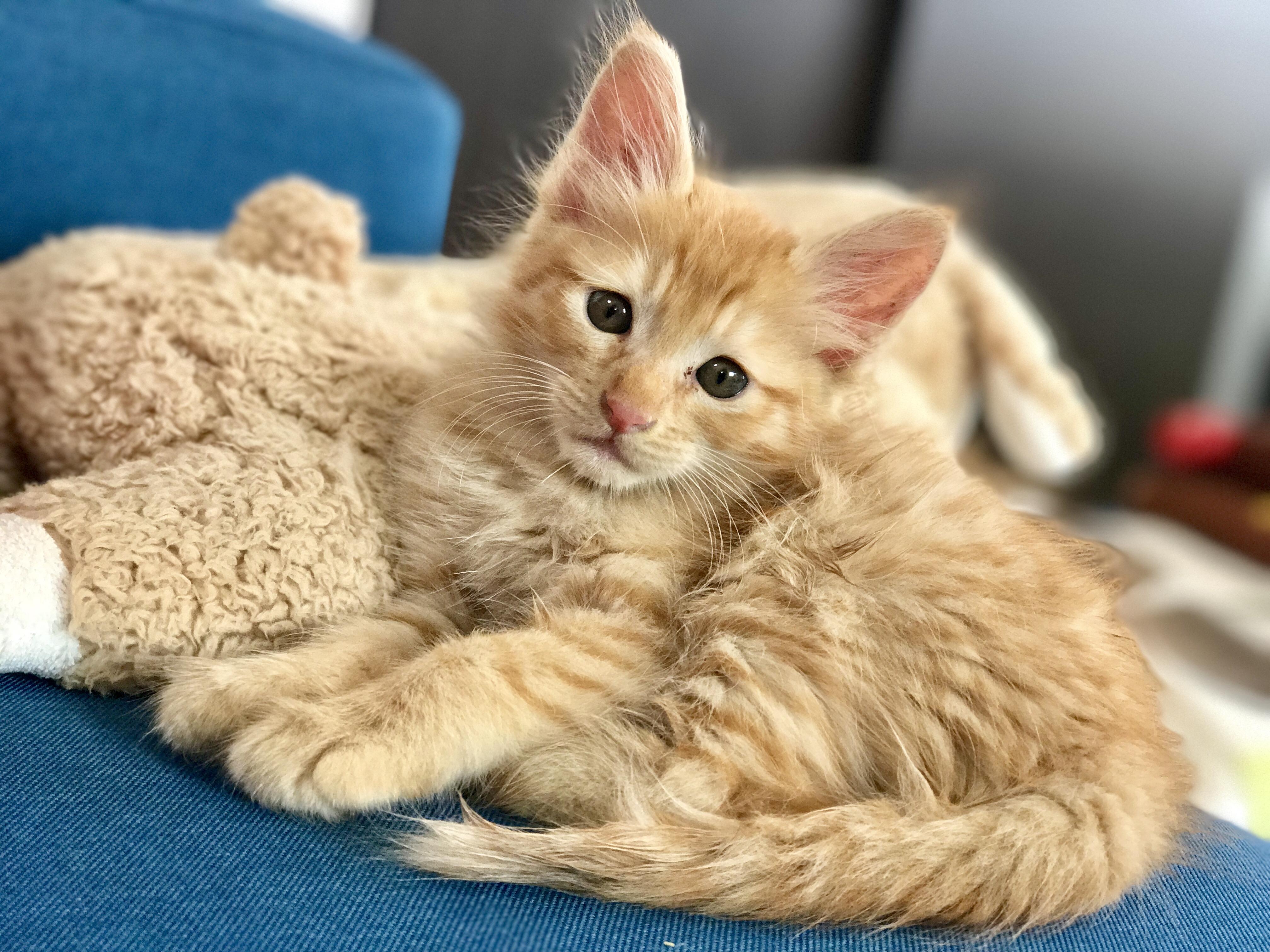 わんにゃんサイトの猫の写真