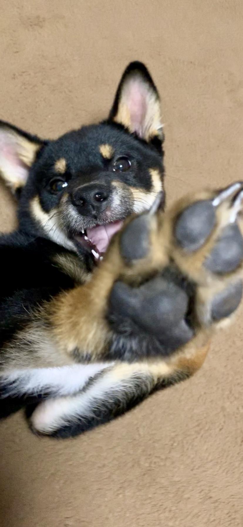 わんにゃんサイトの犬の写真