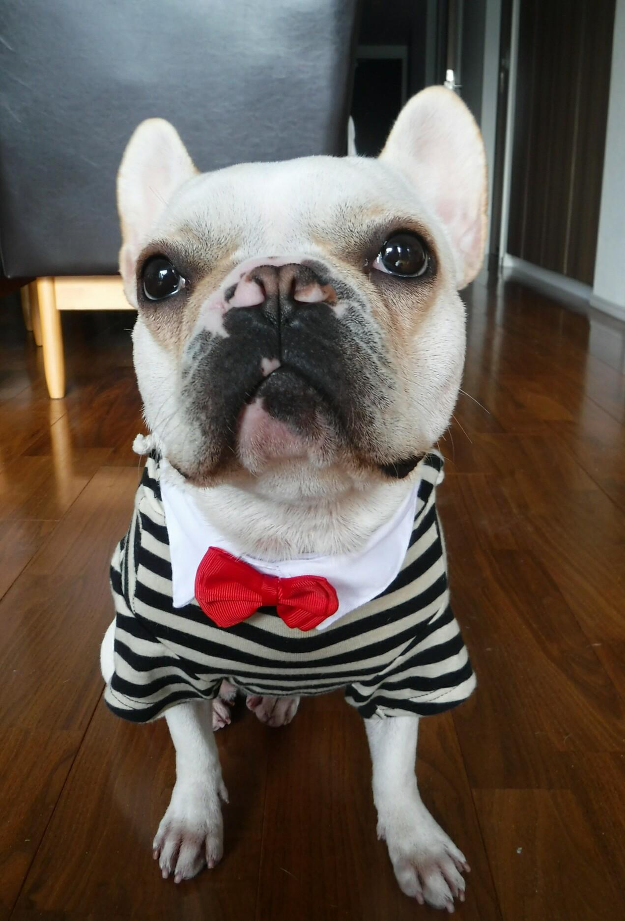 わんにゃんサイトの犬の写真