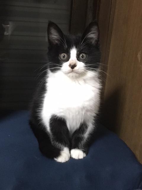 わんにゃんサイトの猫の写真