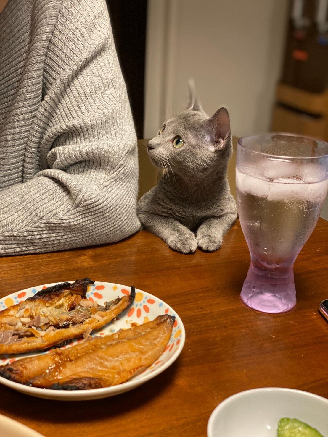 わんにゃんサイトの猫の写真