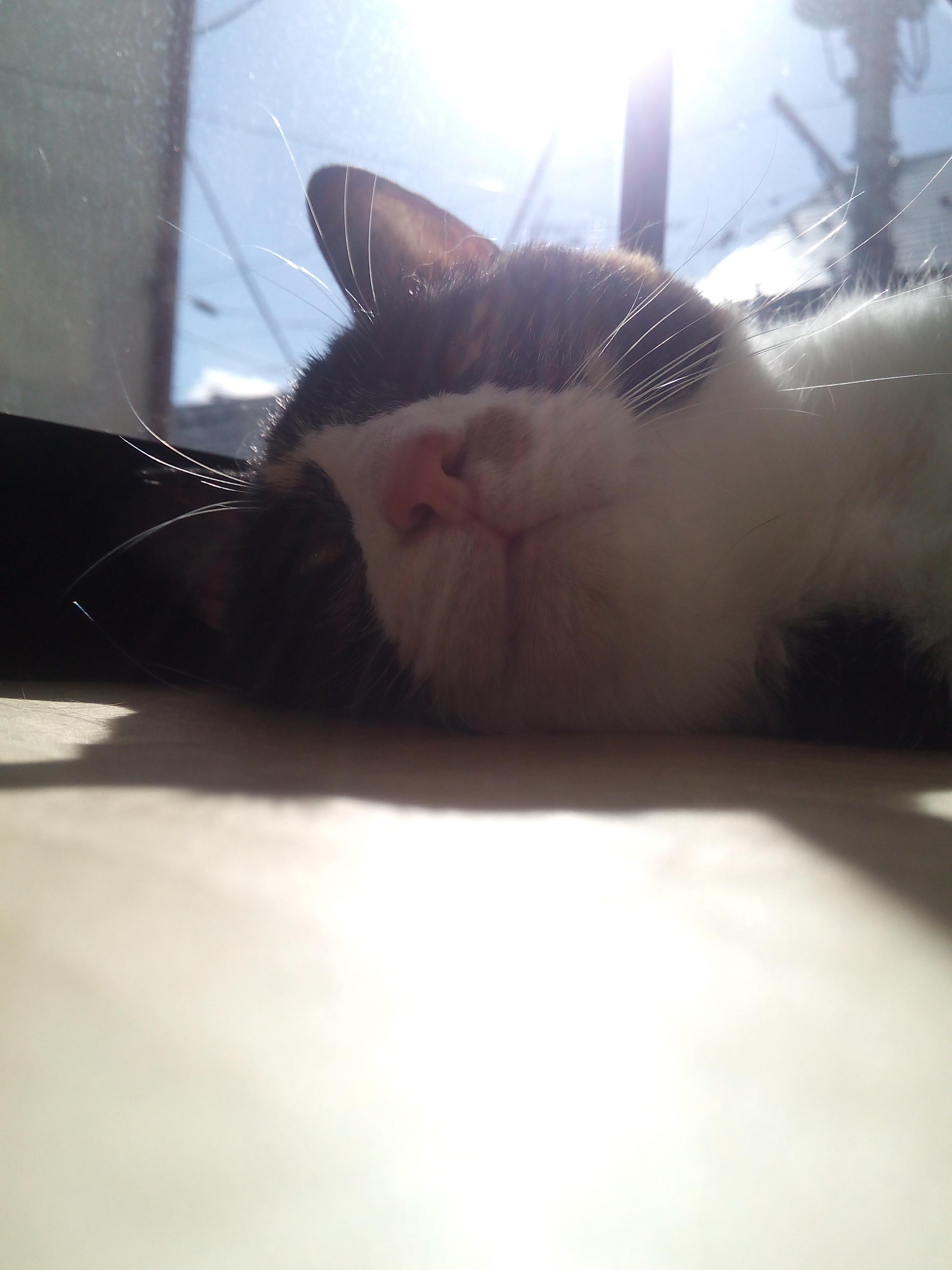 わんにゃんサイトの猫の写真