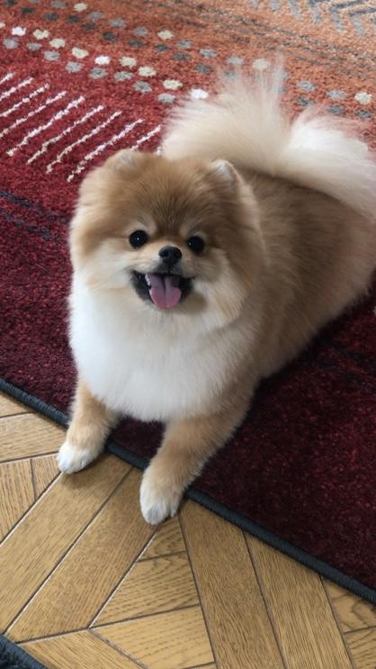 わんにゃんサイトの犬の写真