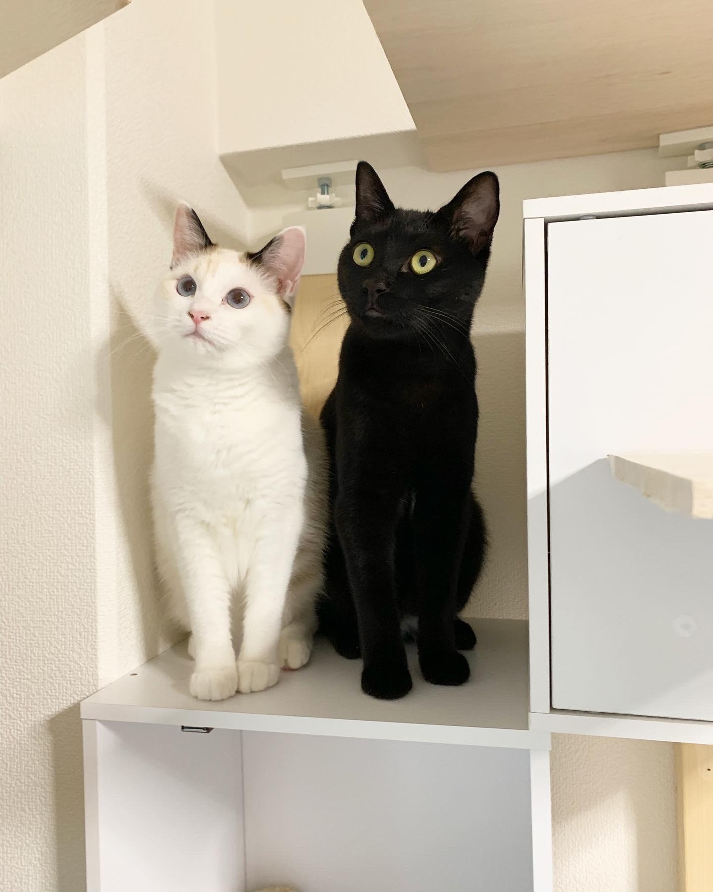 わんにゃんサイトの猫の写真