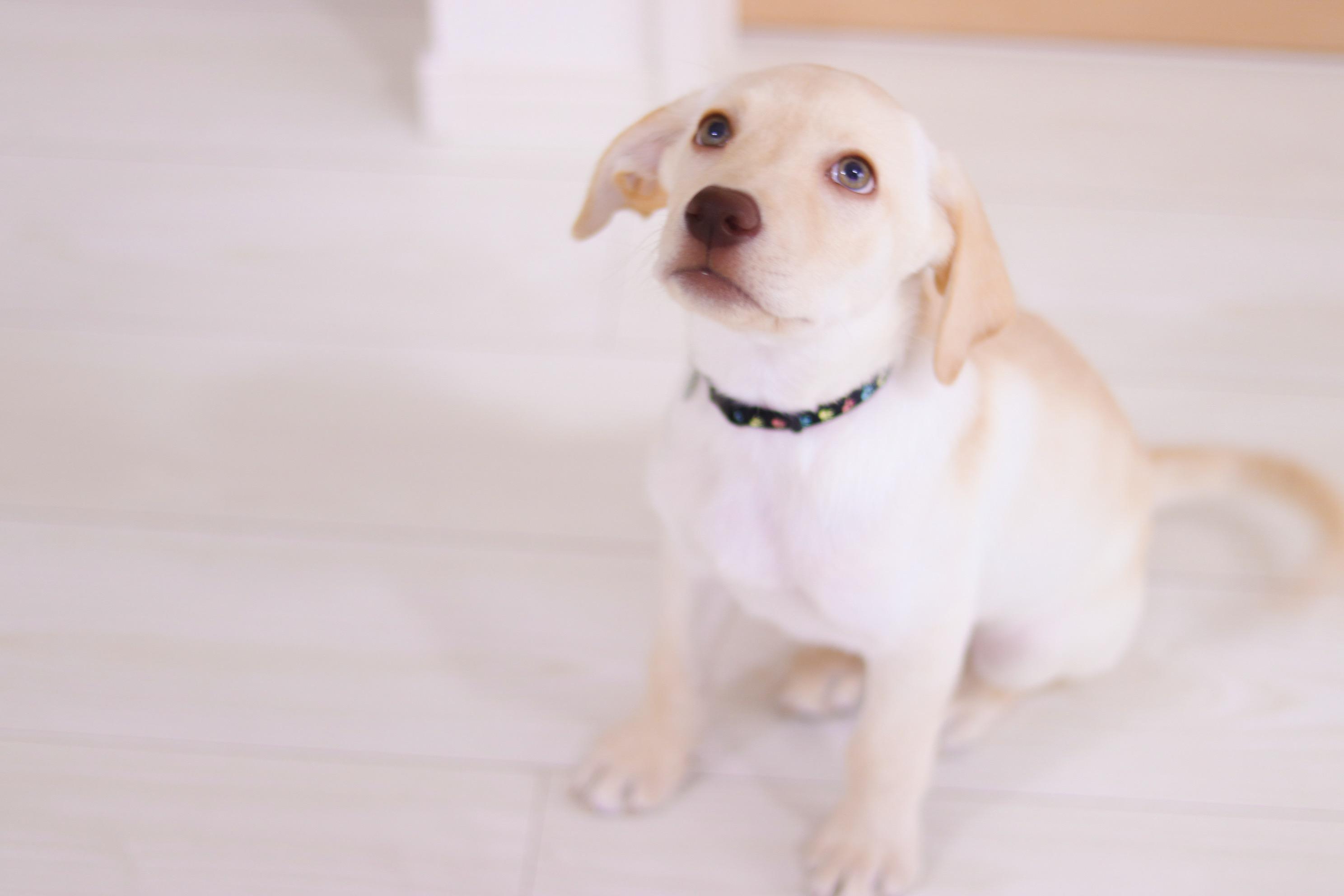 わんにゃんサイトの犬の写真