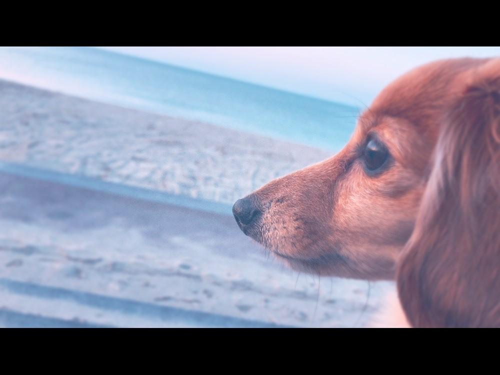 わんにゃんサイトの犬の写真