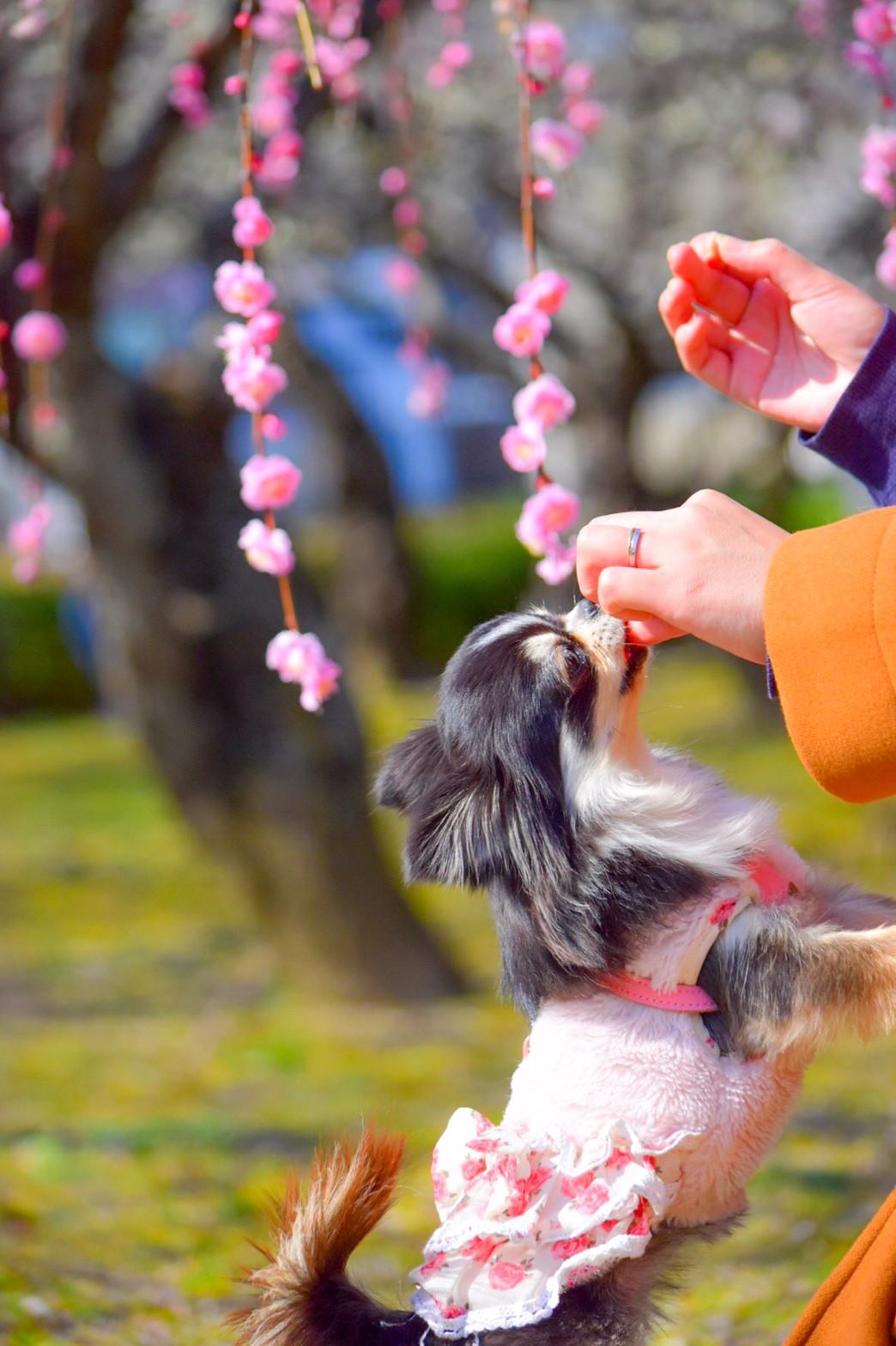わんにゃんサイトの犬の写真