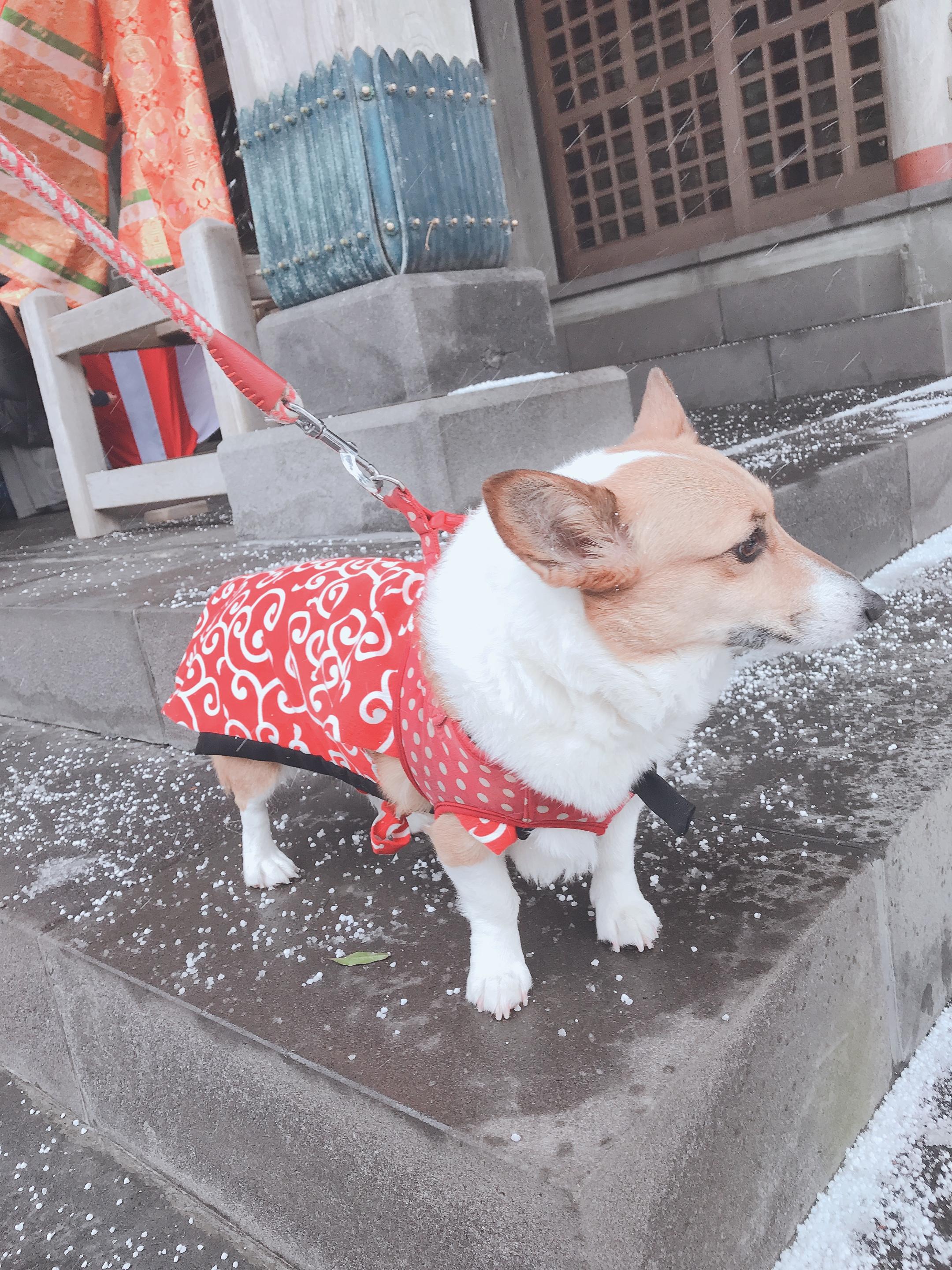 わんにゃんサイトの犬の写真