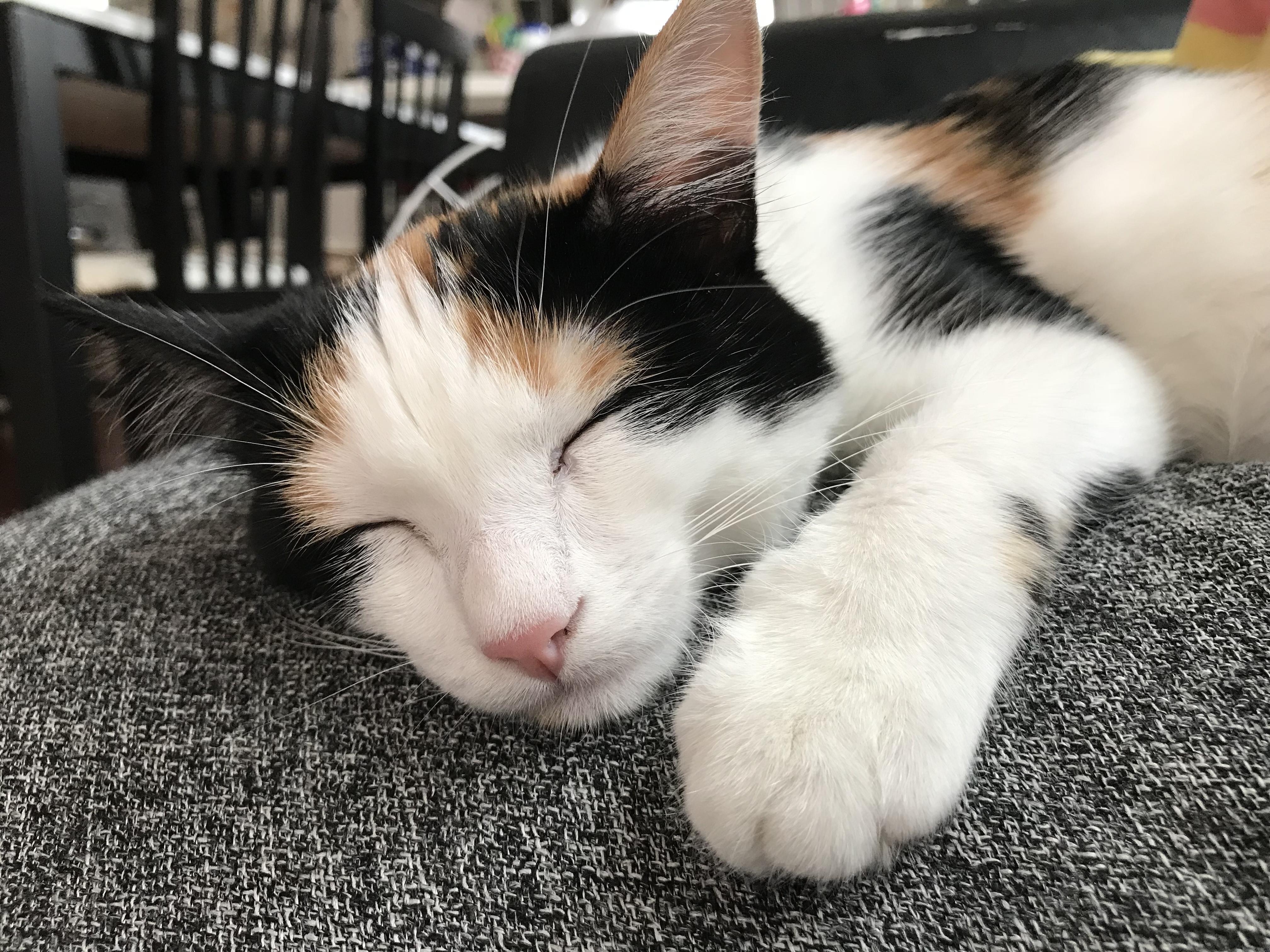 わんにゃんサイトの猫の写真