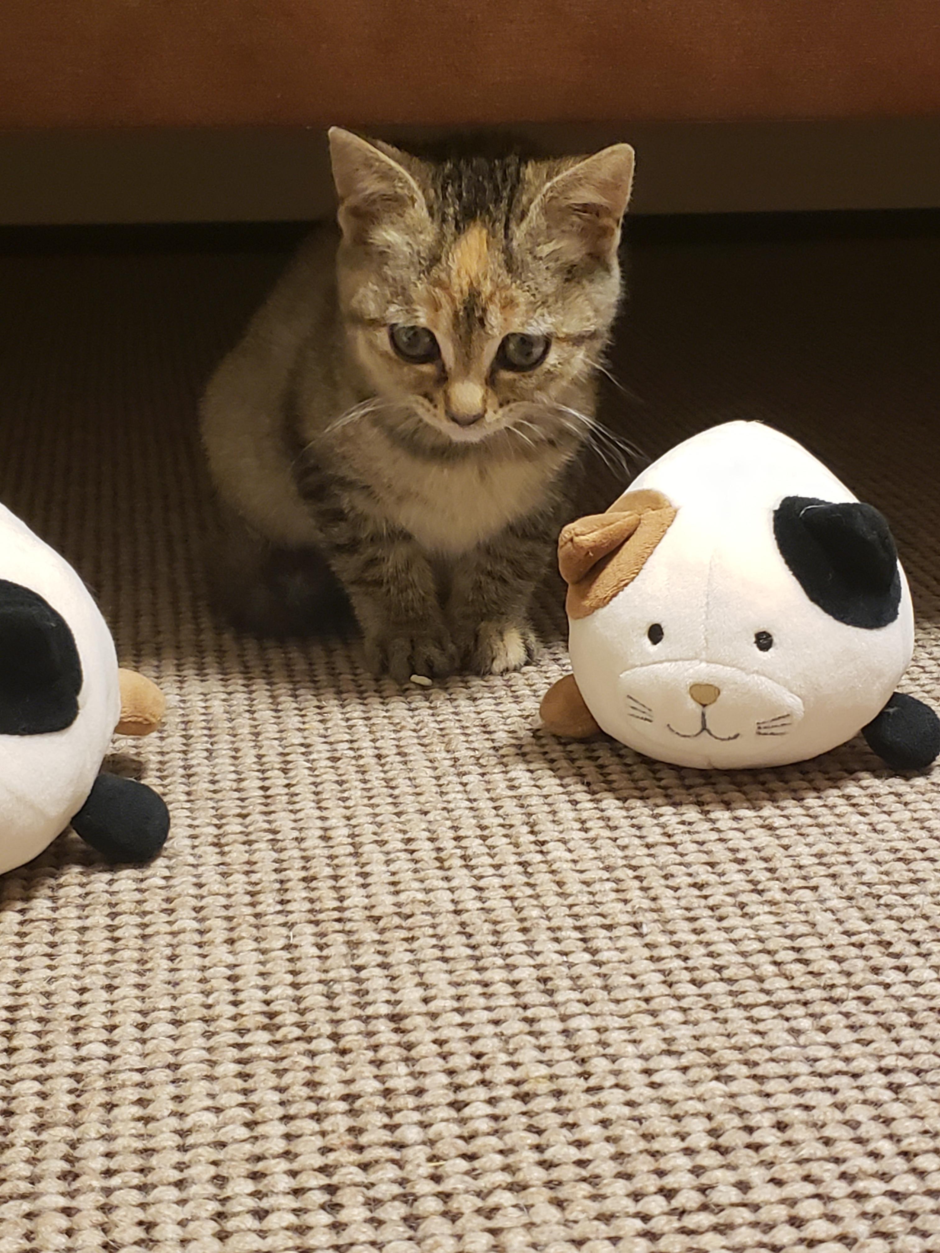 わんにゃんサイトの猫の写真