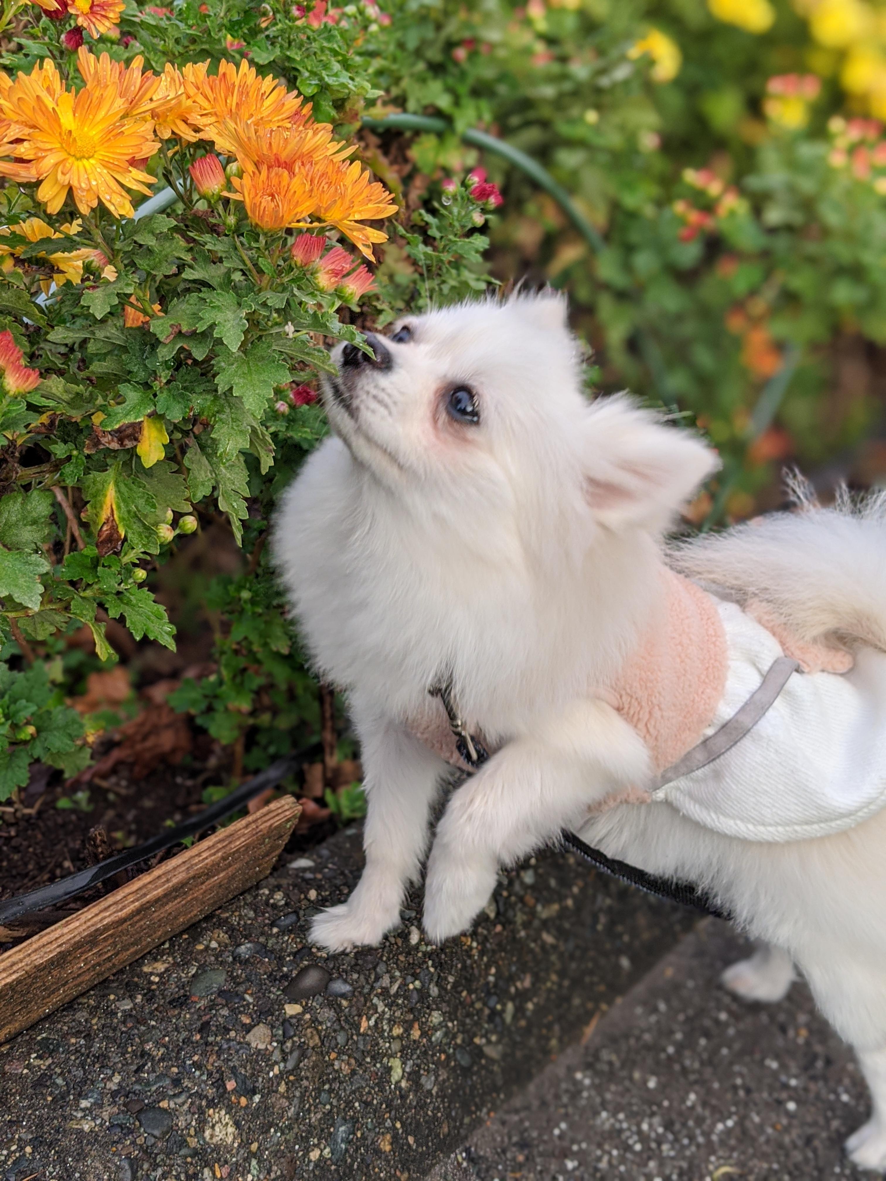 わんにゃんサイトの犬の写真