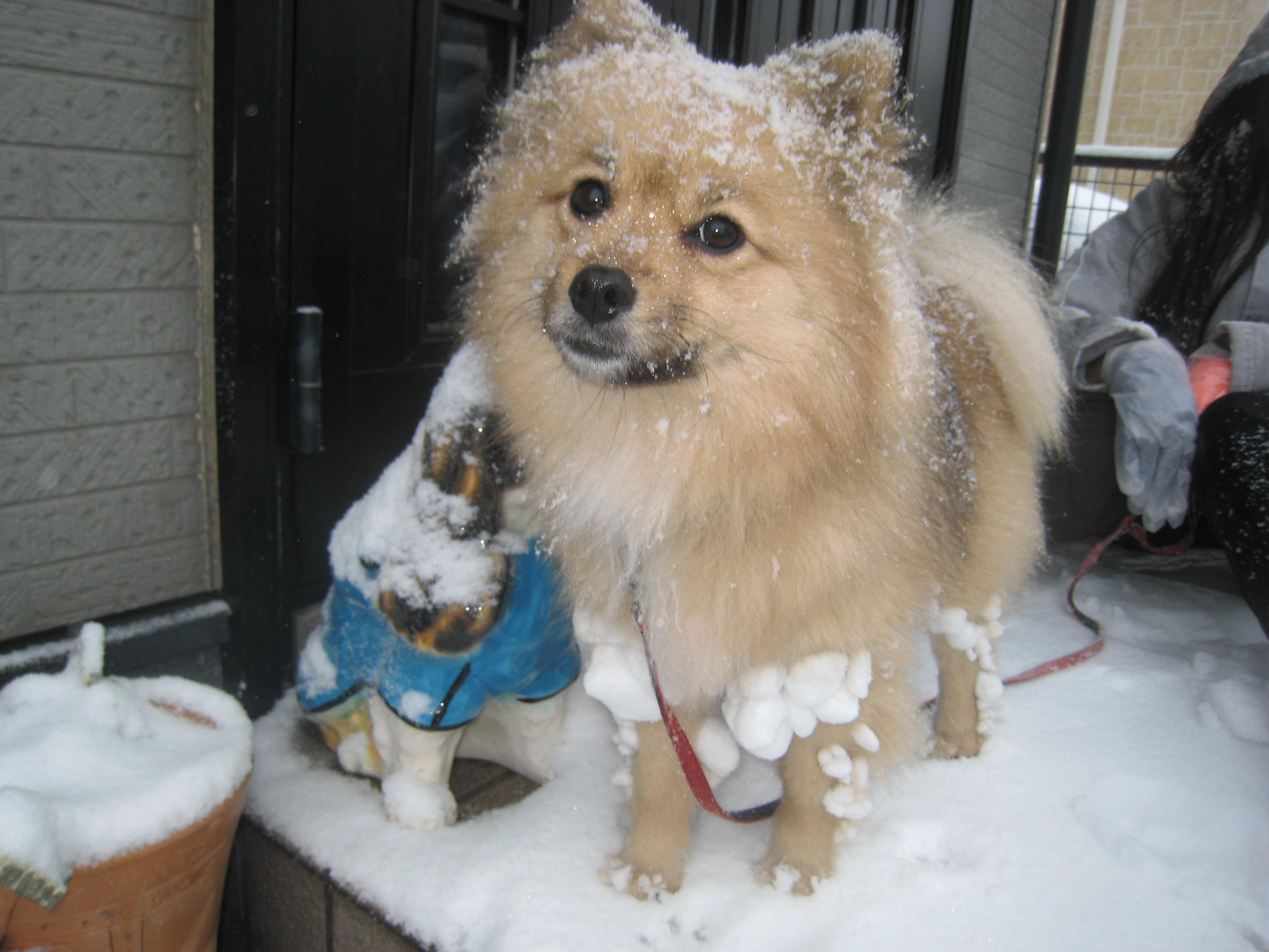 わんにゃんサイトの犬の写真