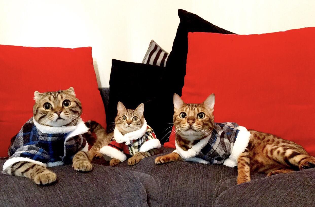 わんにゃんサイトの猫の写真