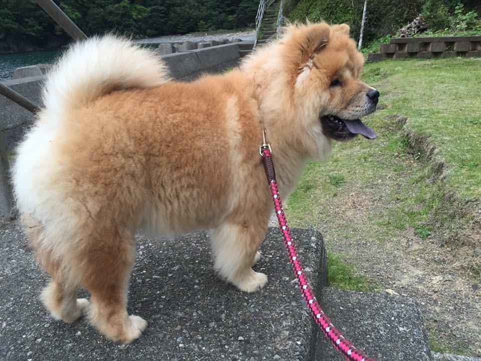 わんにゃんサイトの犬の写真