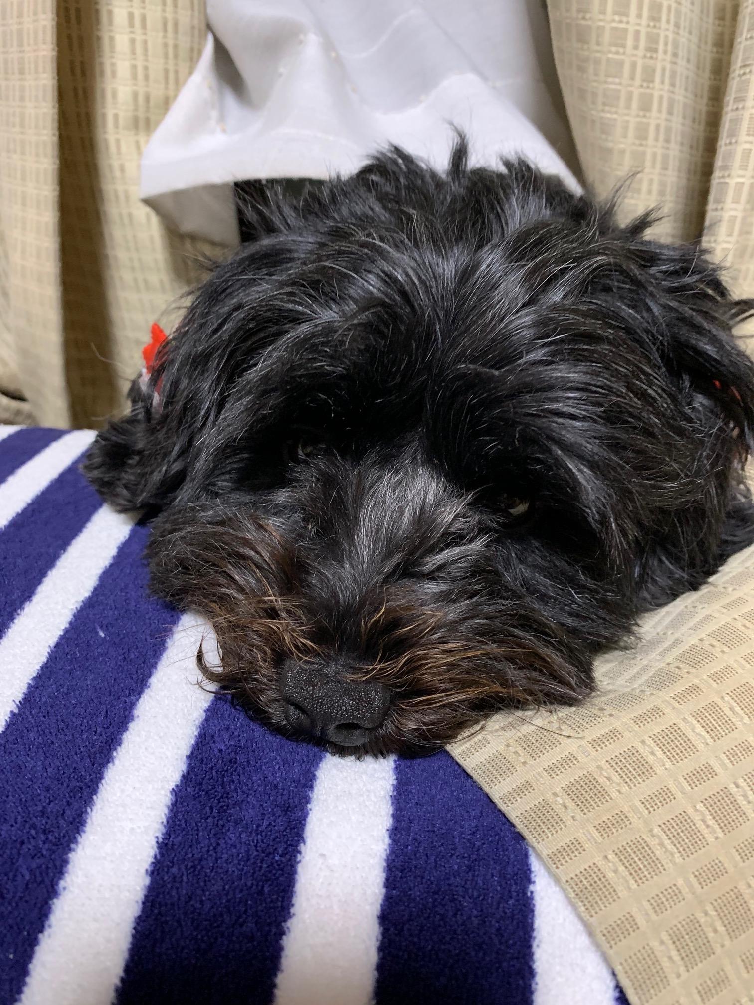 わんにゃんサイトの犬の写真