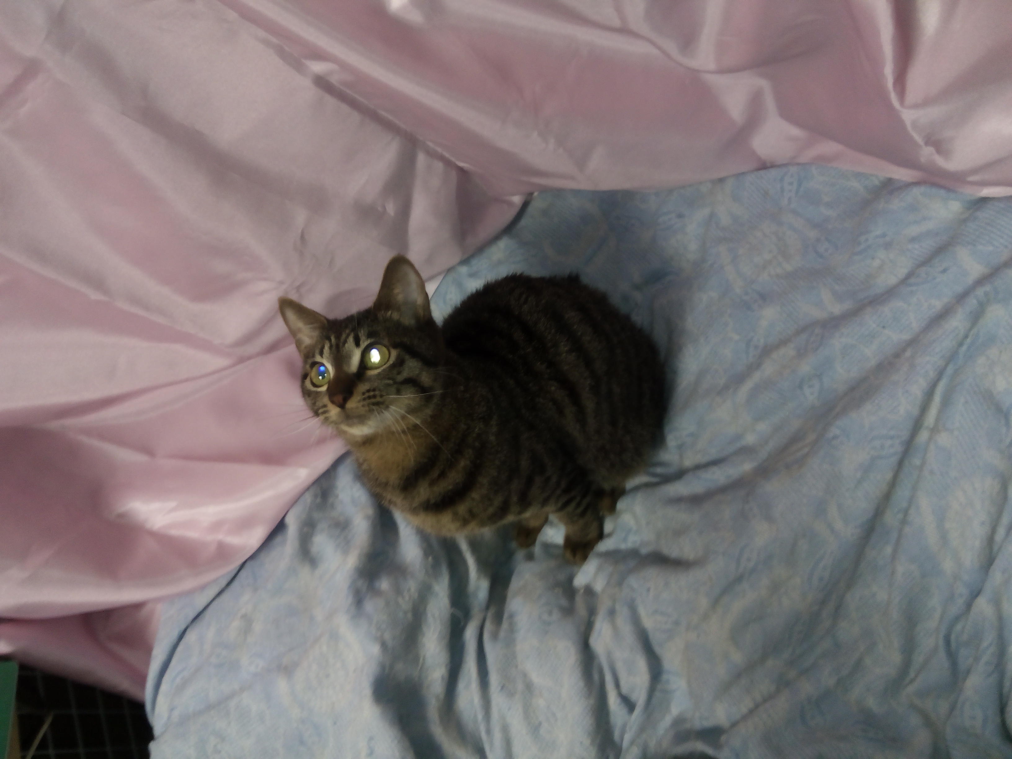 わんにゃんサイトの猫の写真