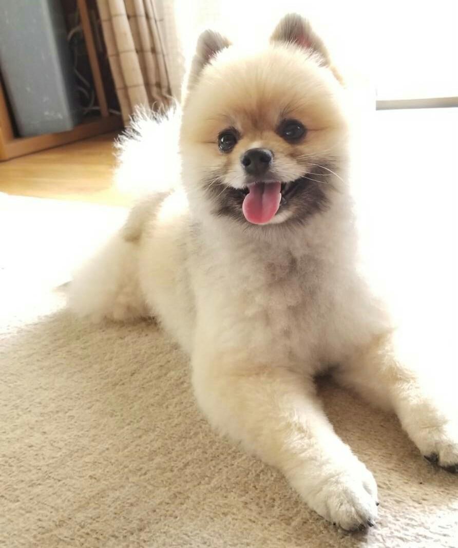 わんにゃんサイトの犬の写真