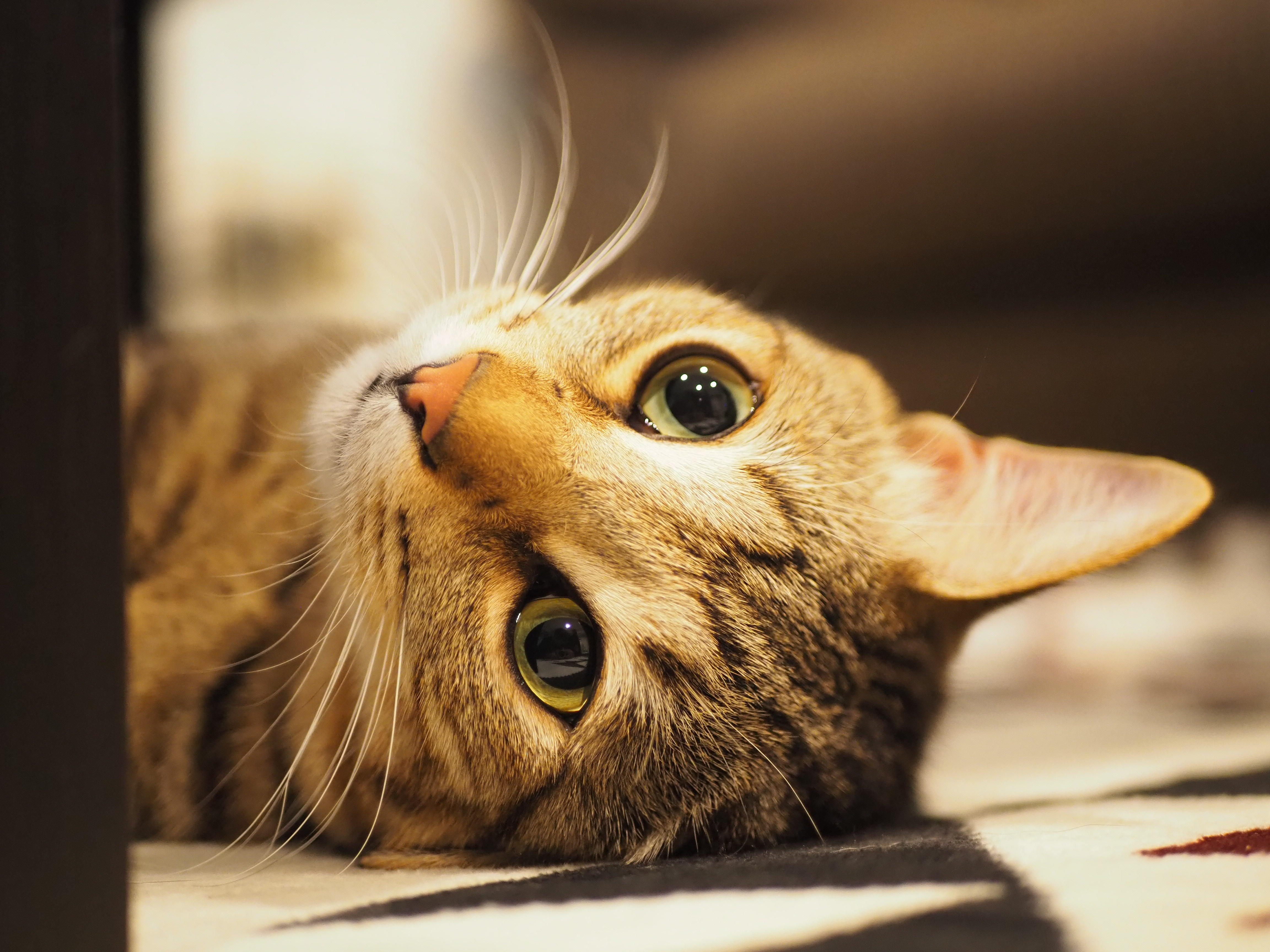 わんにゃんサイトの猫の写真