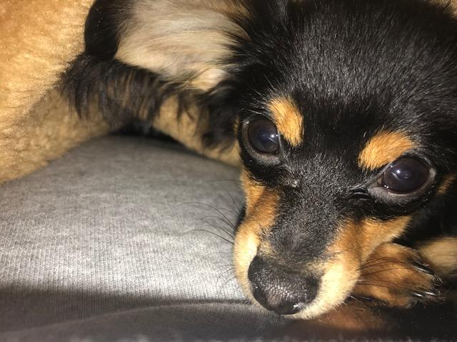 わんにゃんサイトの犬の写真