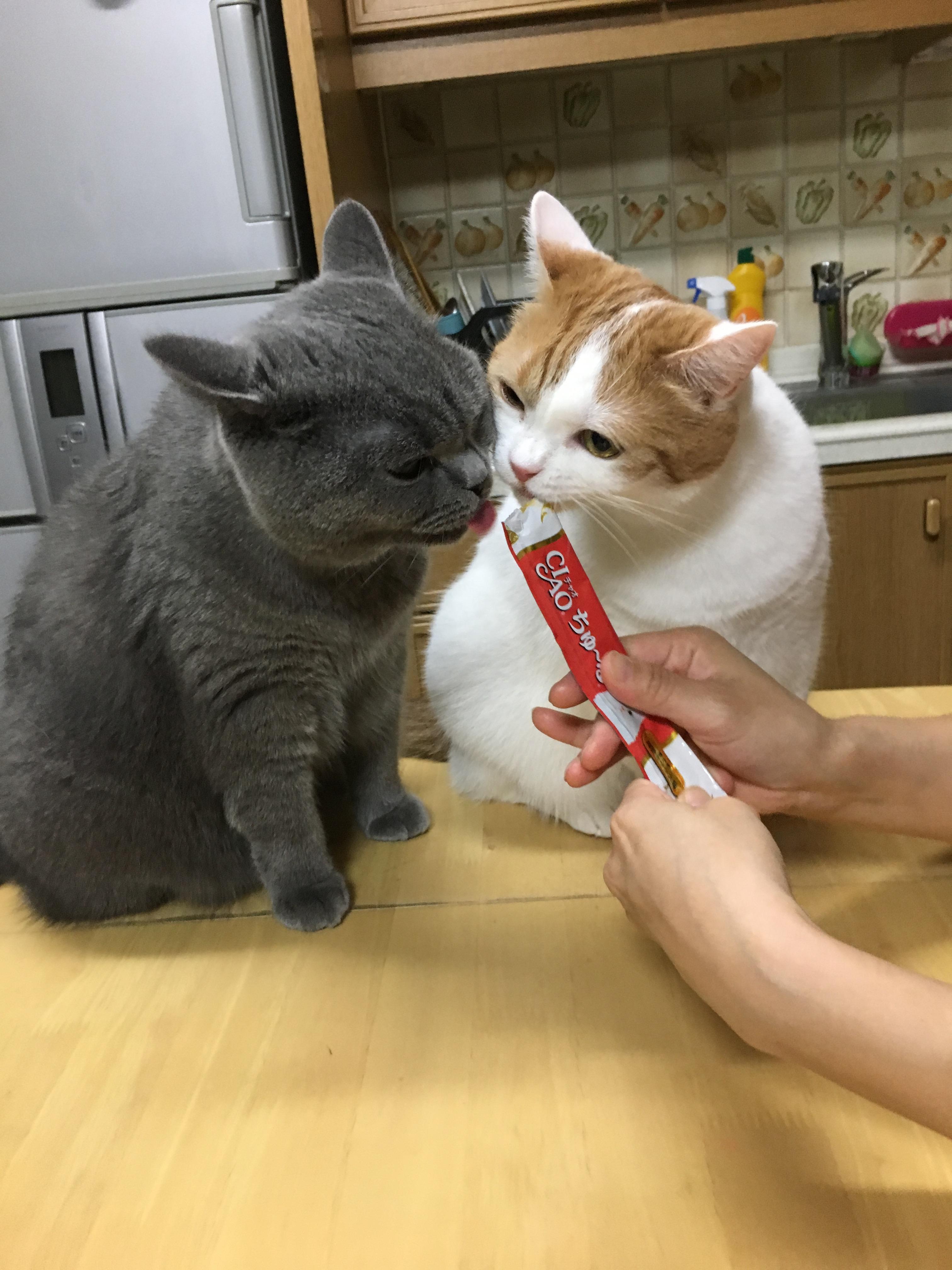 わんにゃんサイトの猫の写真
