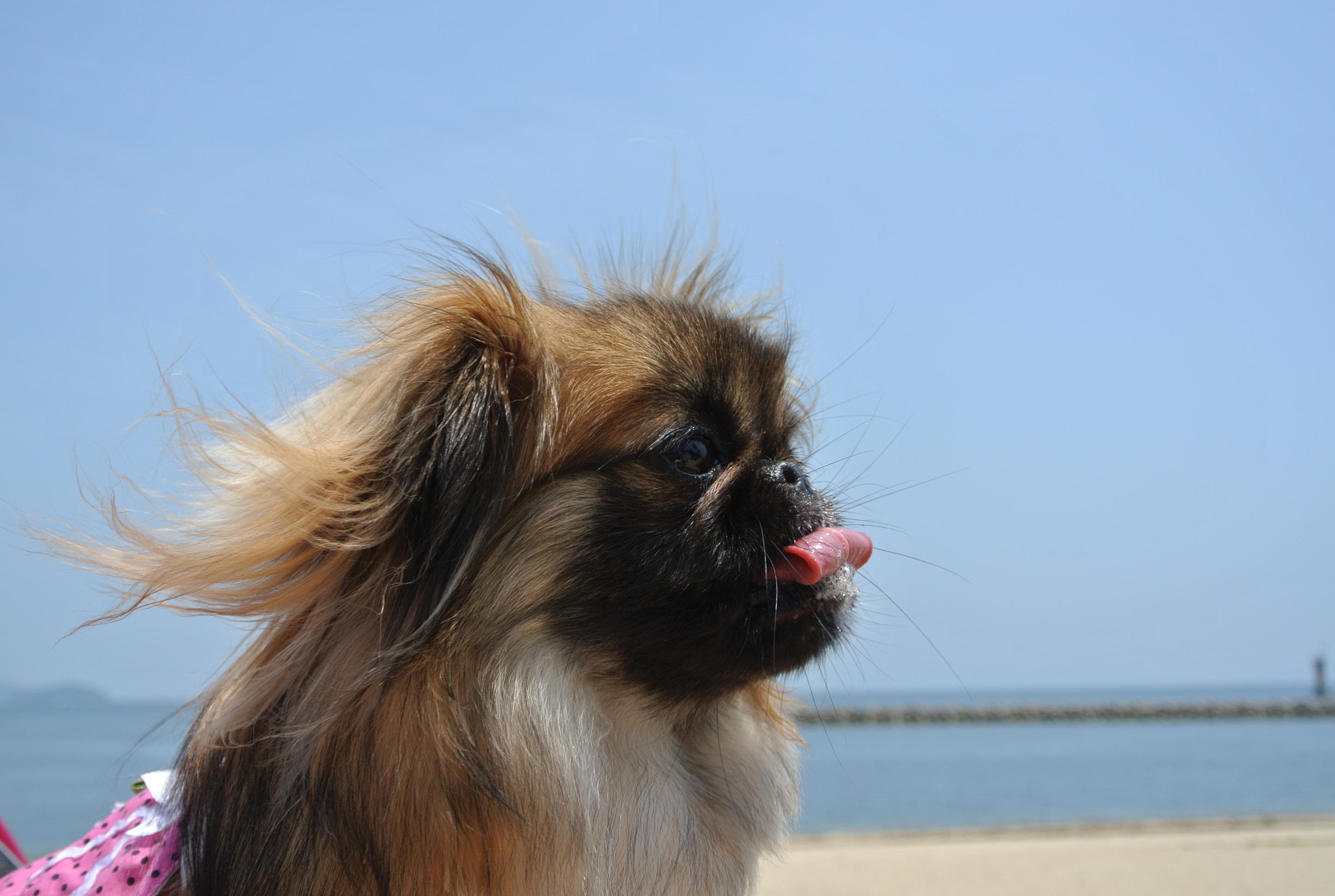 わんにゃんサイトの犬の写真