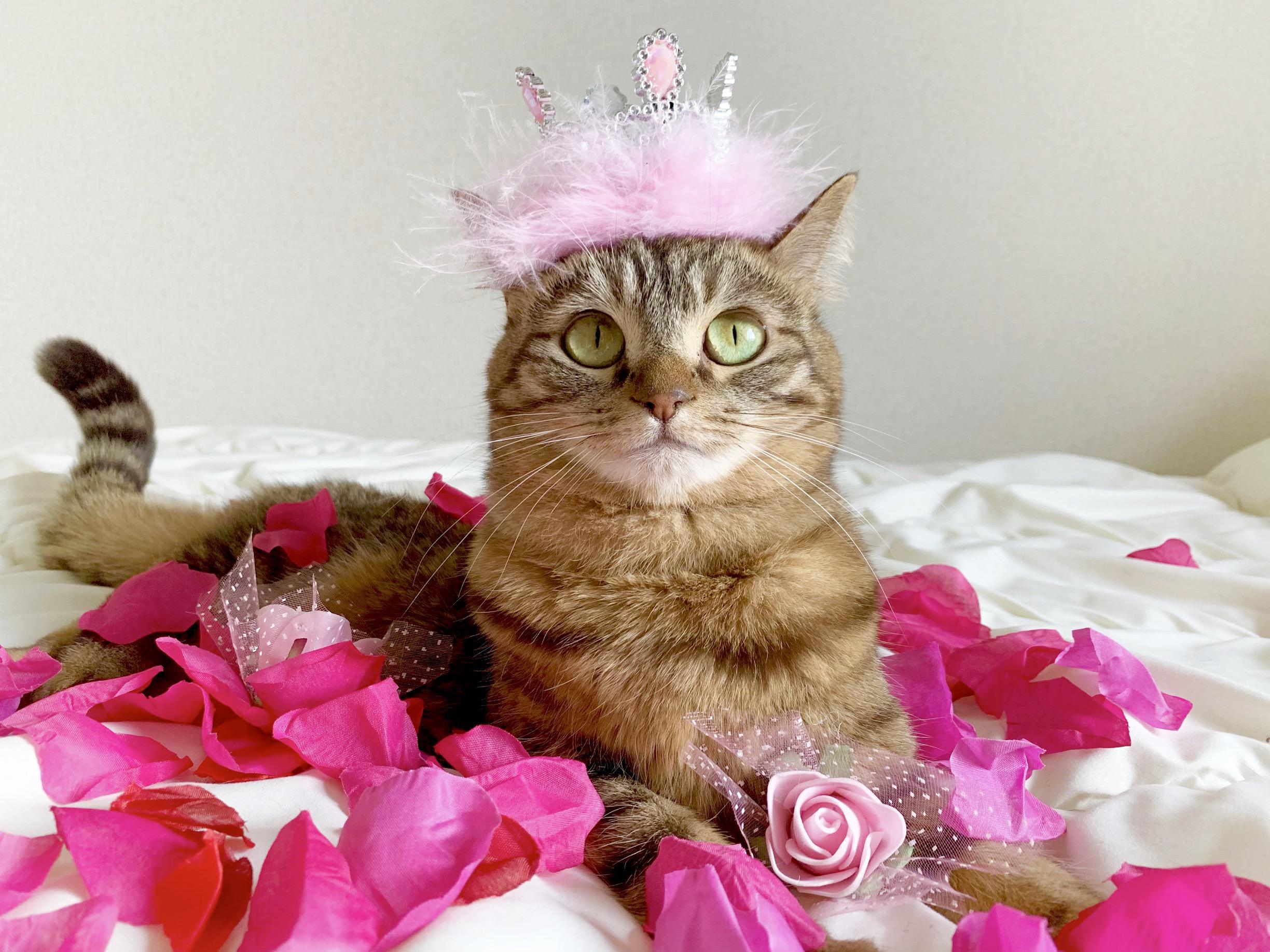 わんにゃんサイトの猫の写真