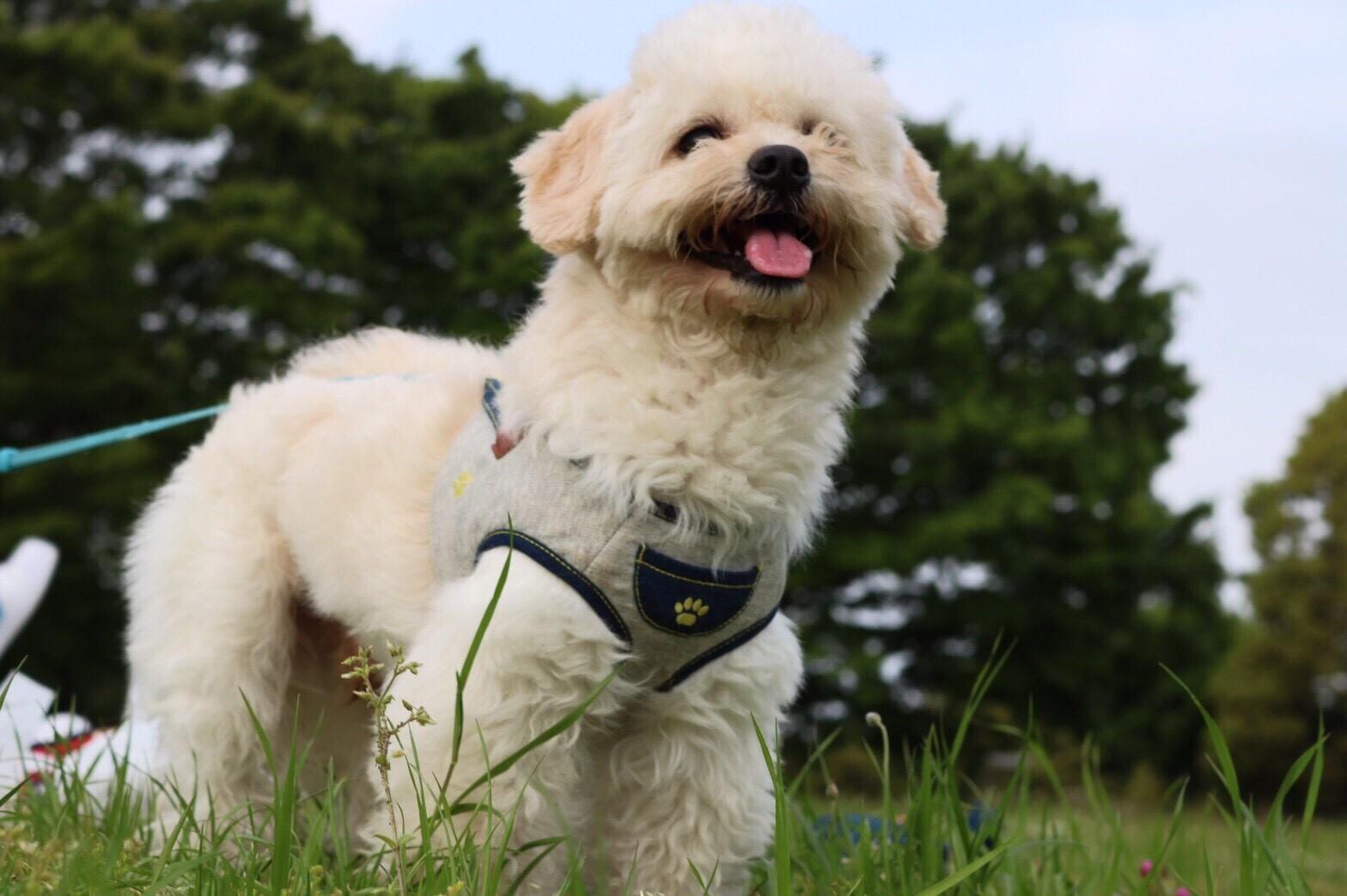 わんにゃんサイトの犬の写真