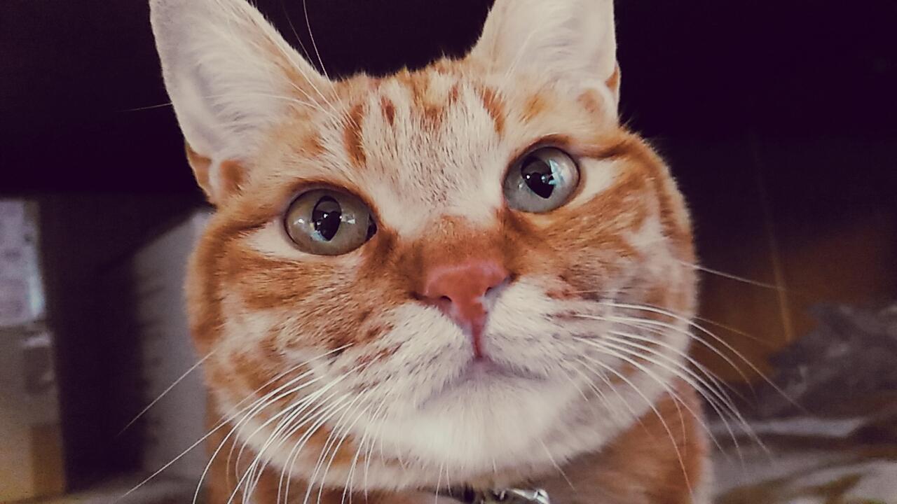 わんにゃんサイトの猫の写真