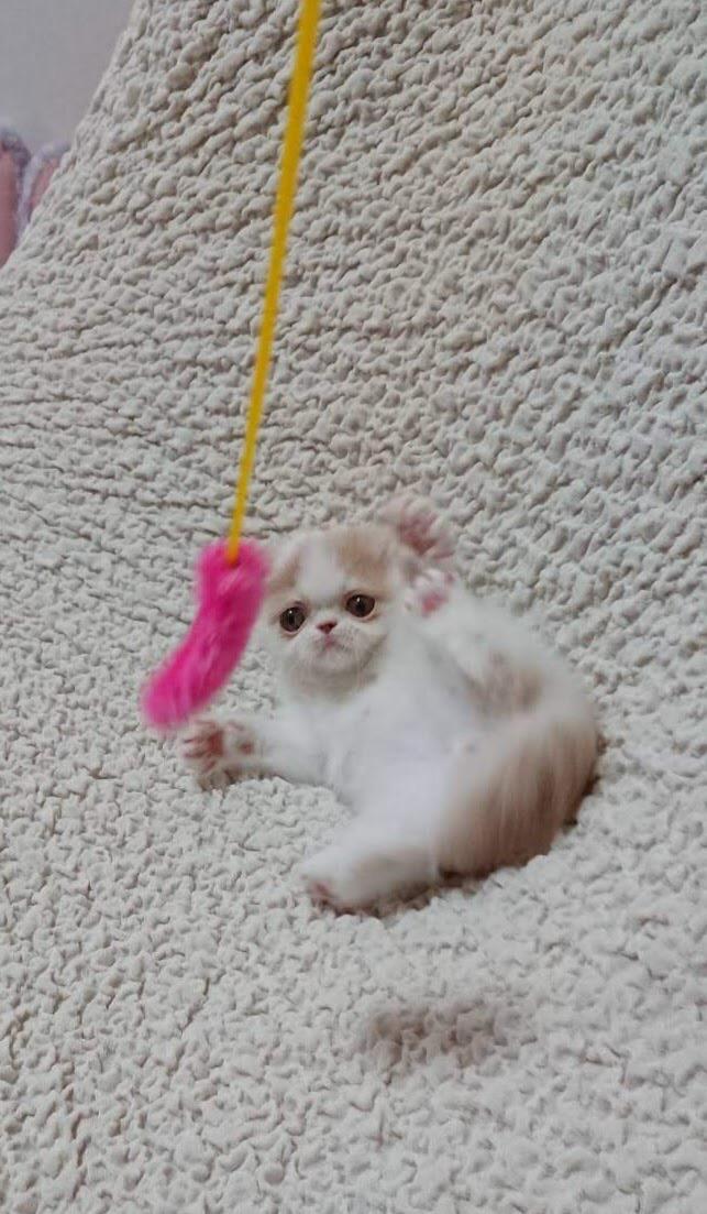 わんにゃんサイトの猫の写真