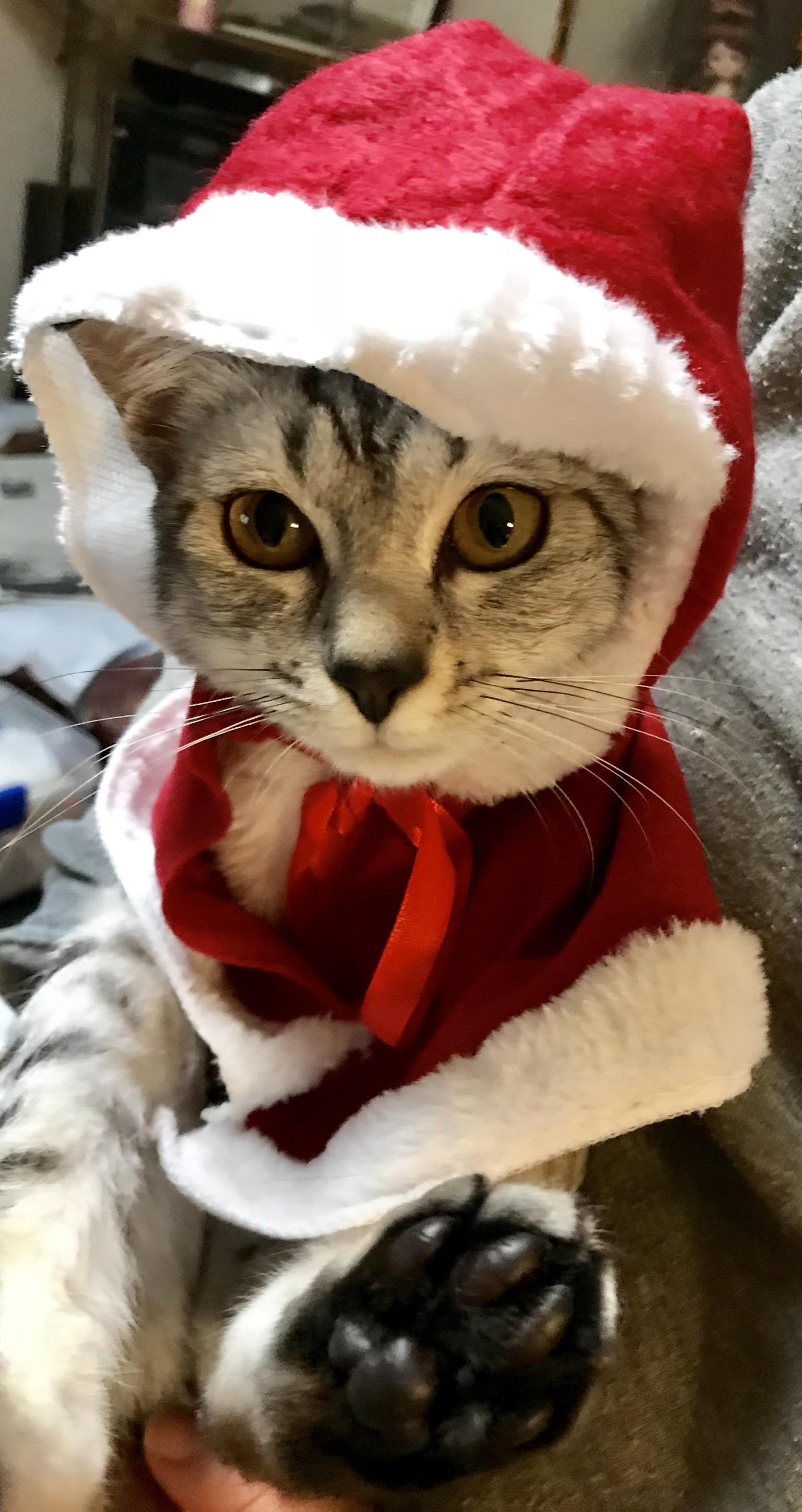 わんにゃんサイトの猫の写真