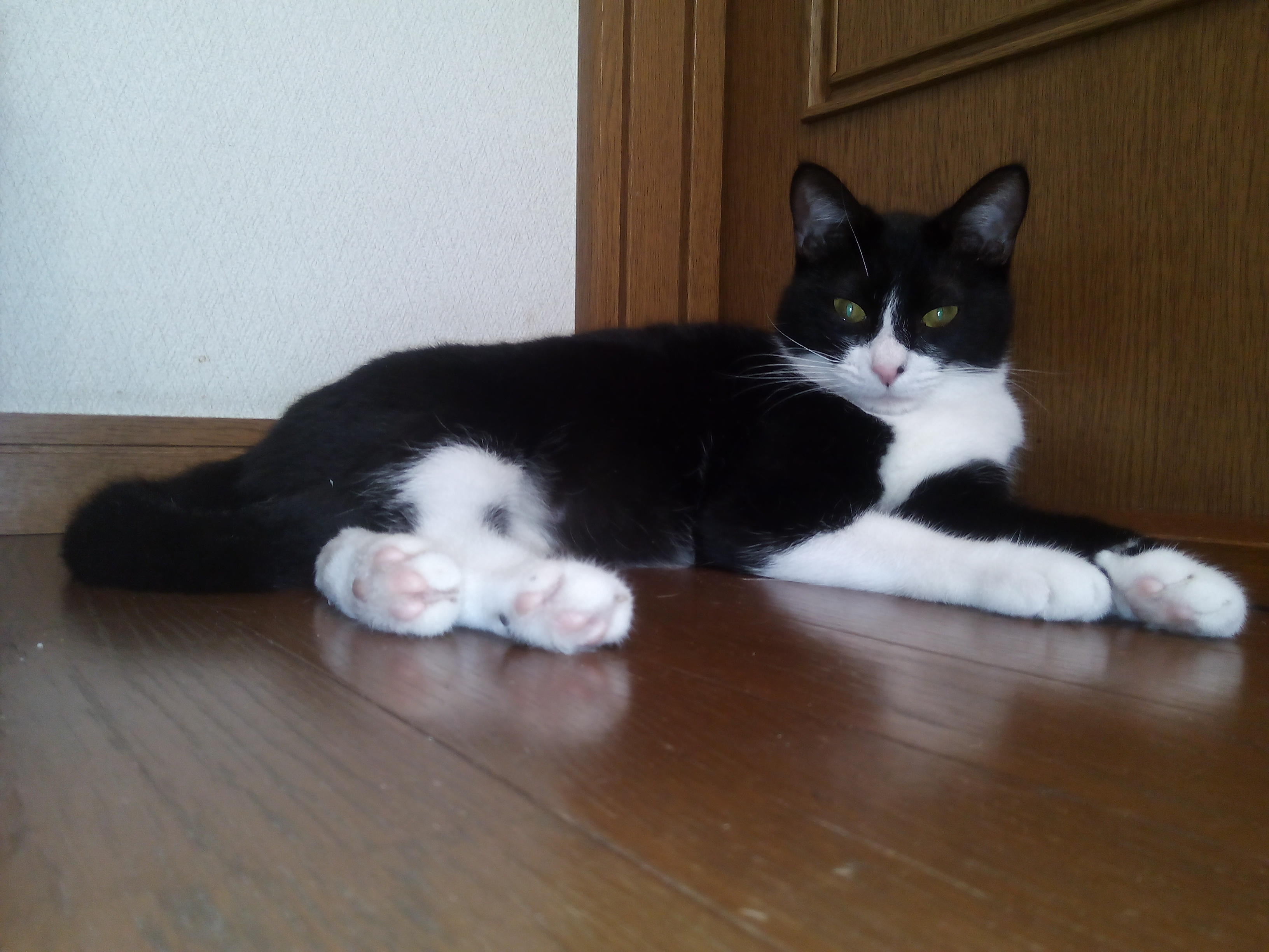 わんにゃんサイトの猫の写真