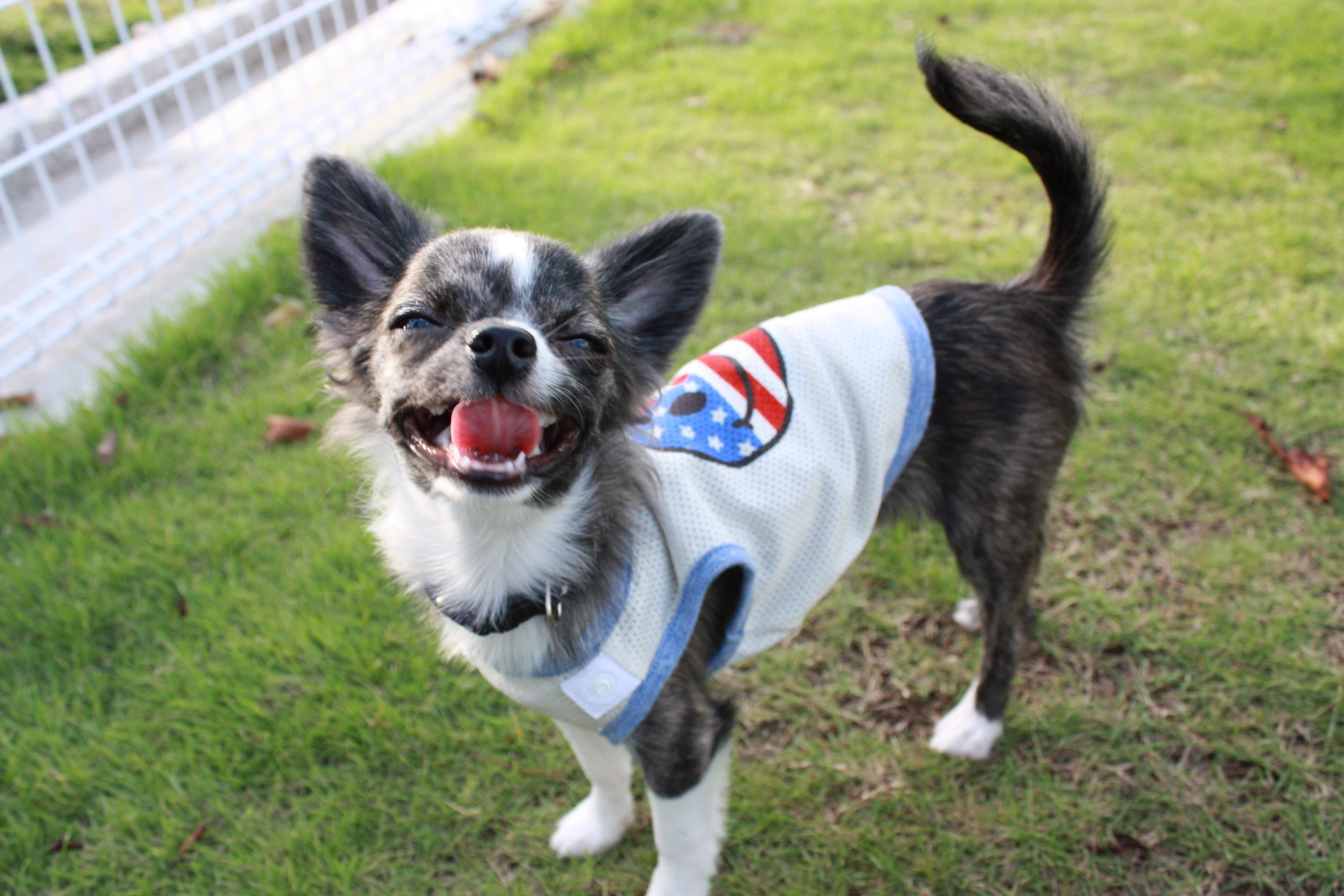 わんにゃんサイトの犬の写真