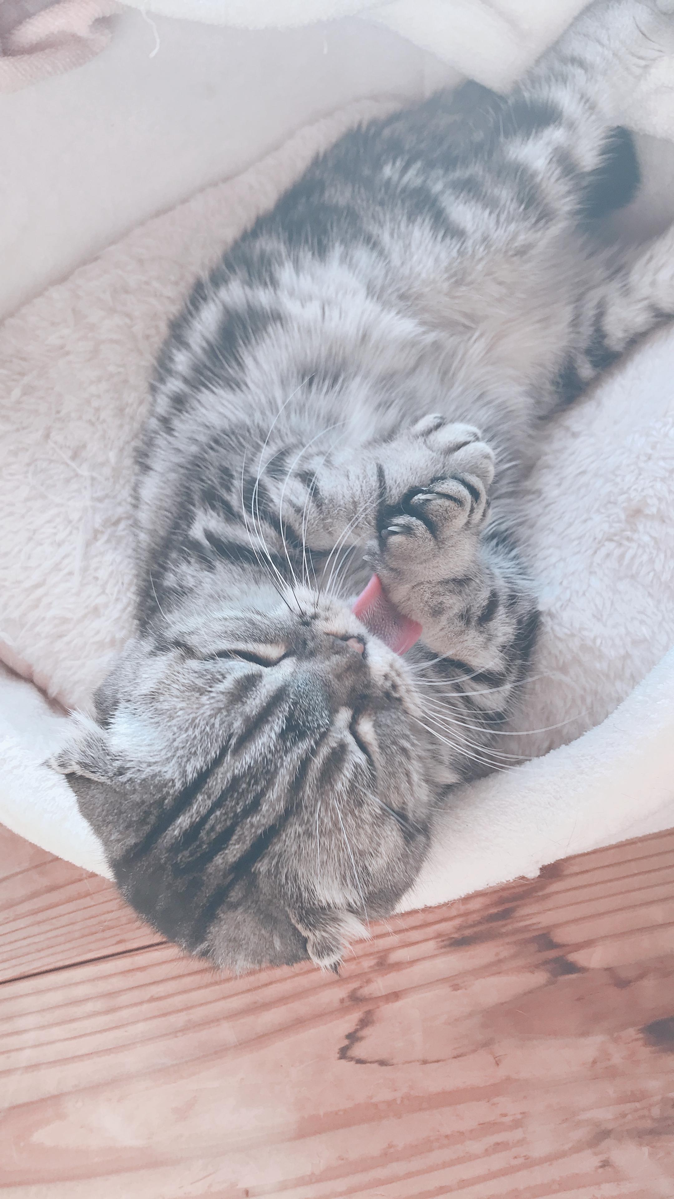 わんにゃんサイトの猫の写真