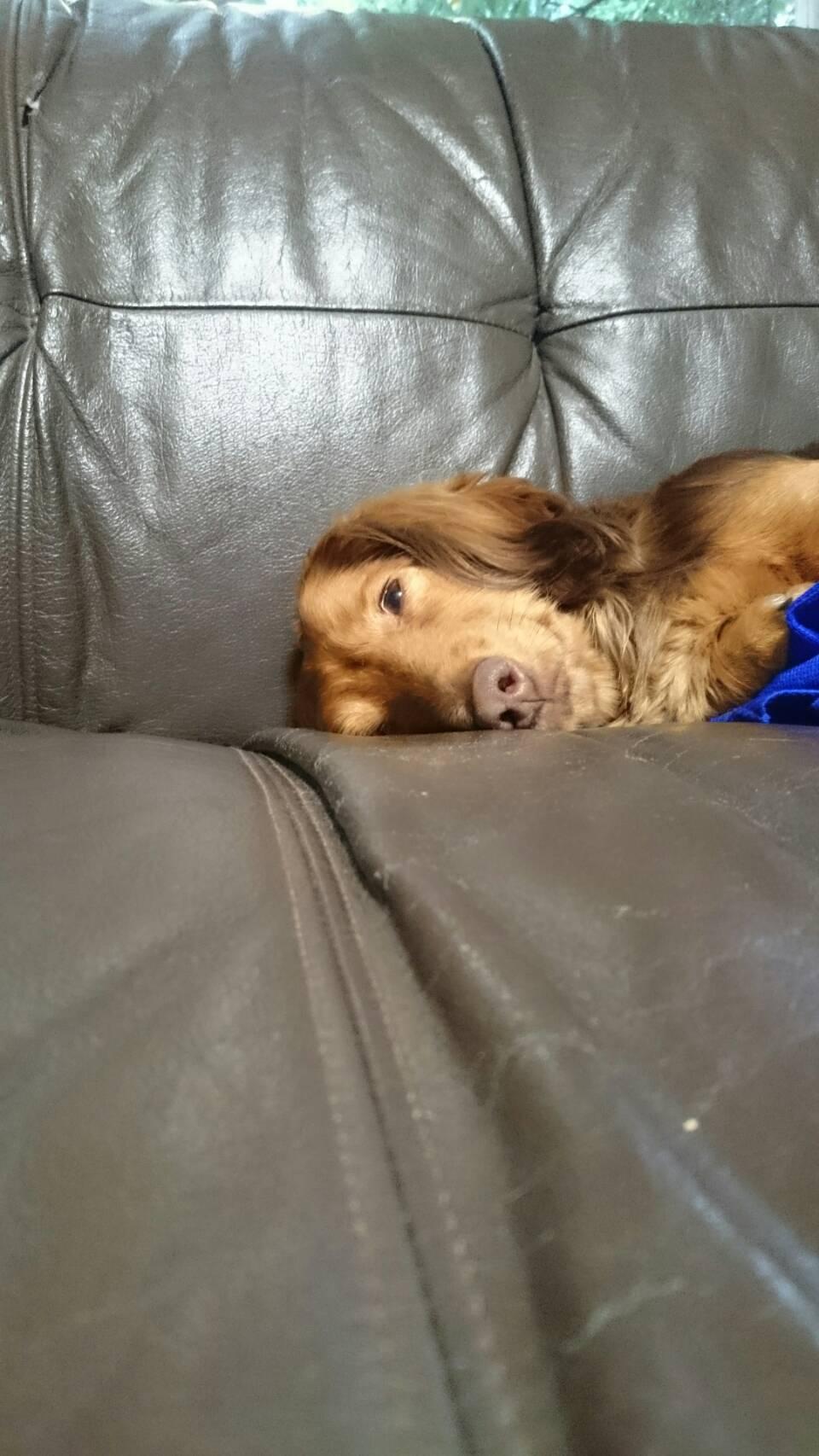 わんにゃんサイトの犬の写真