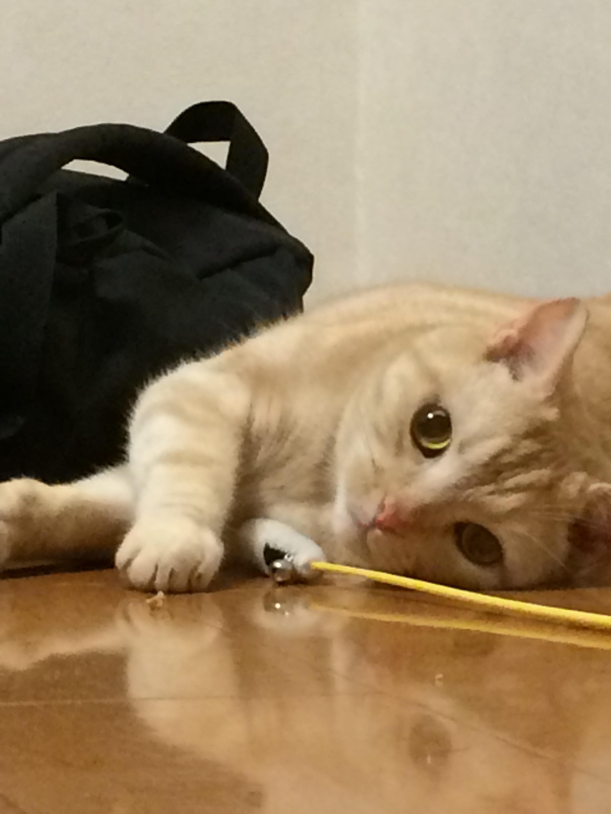 わんにゃんサイトの犬の写真