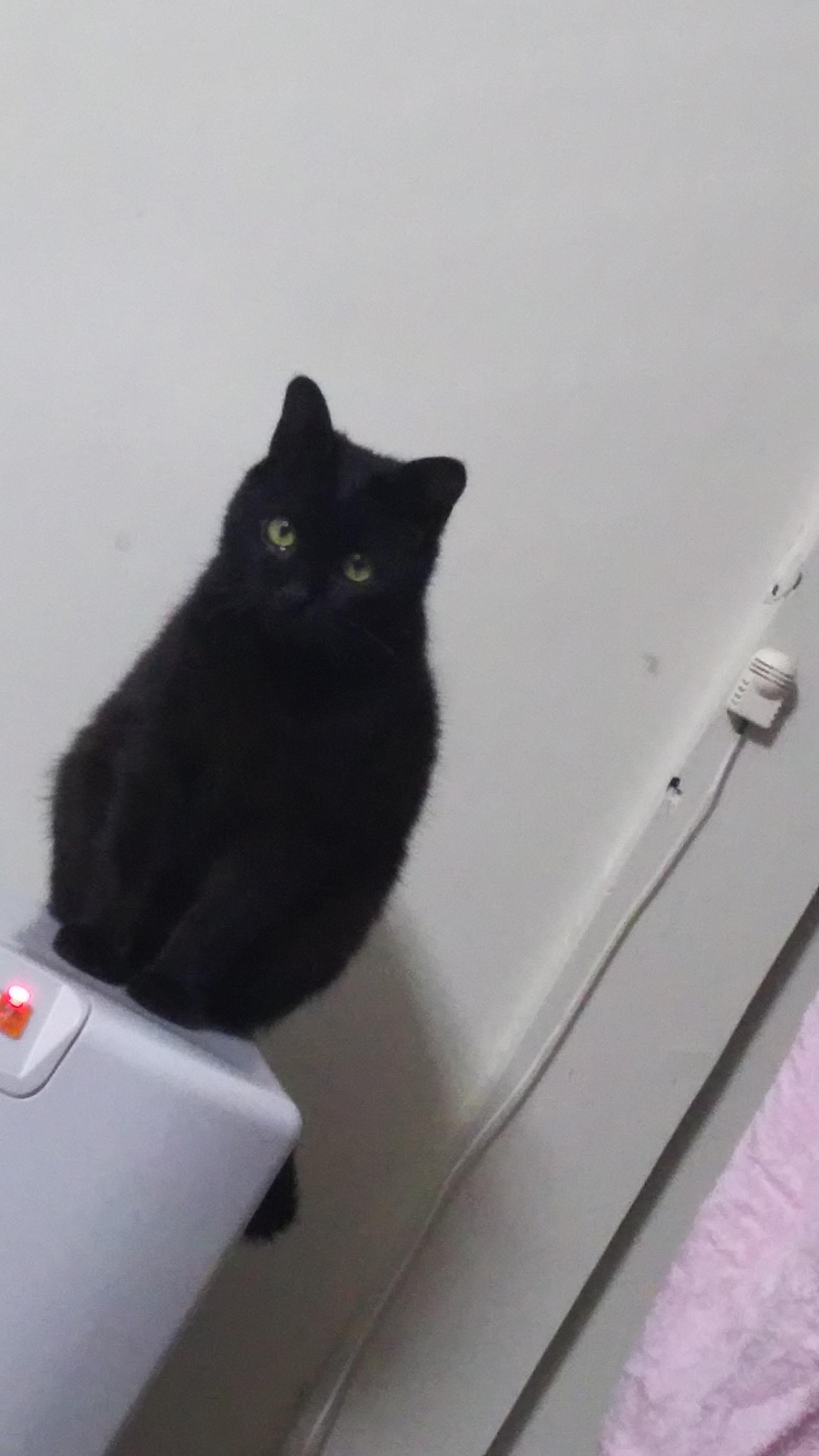 わんにゃんサイトの猫の写真