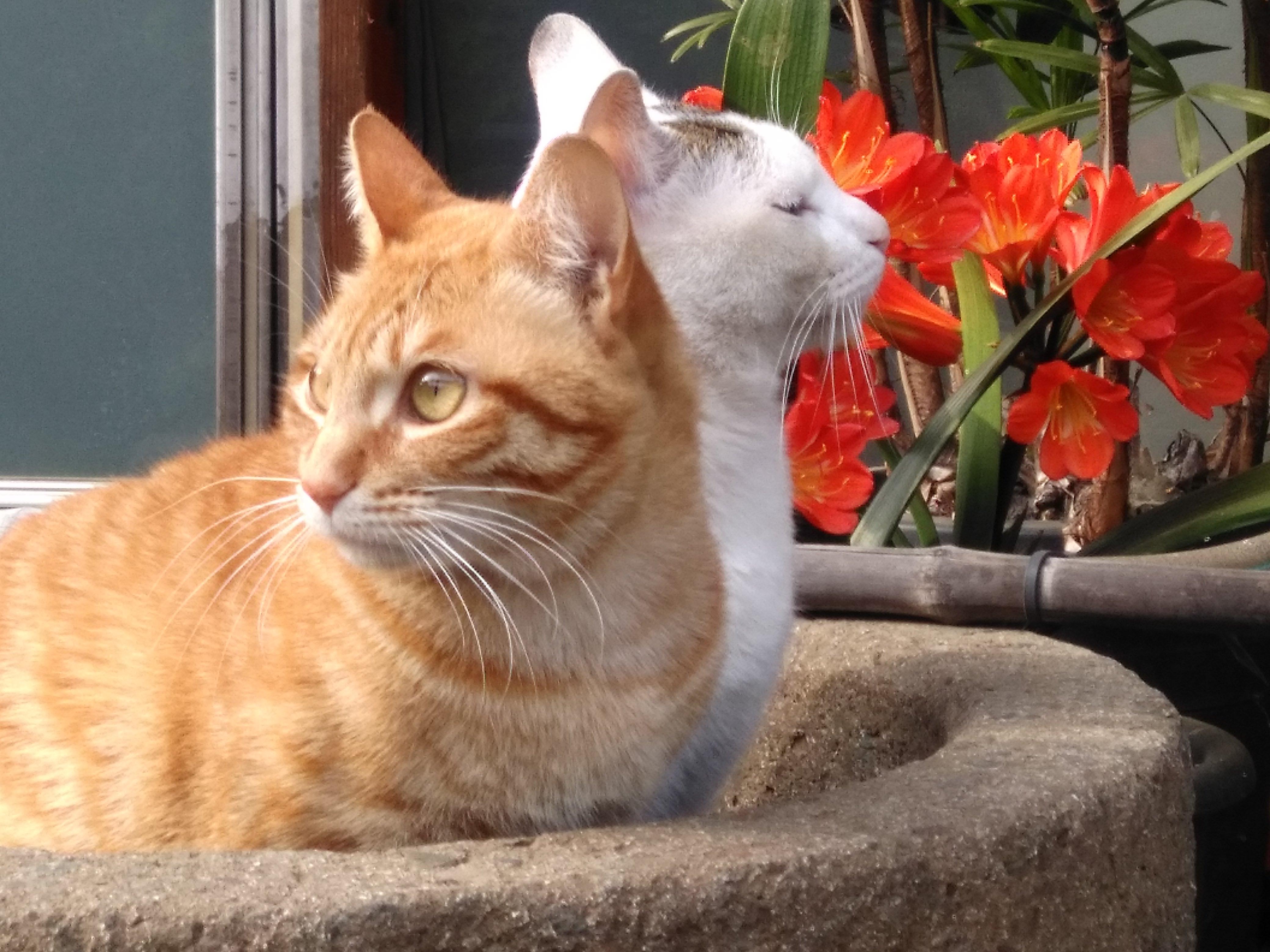 わんにゃんサイトの猫の写真