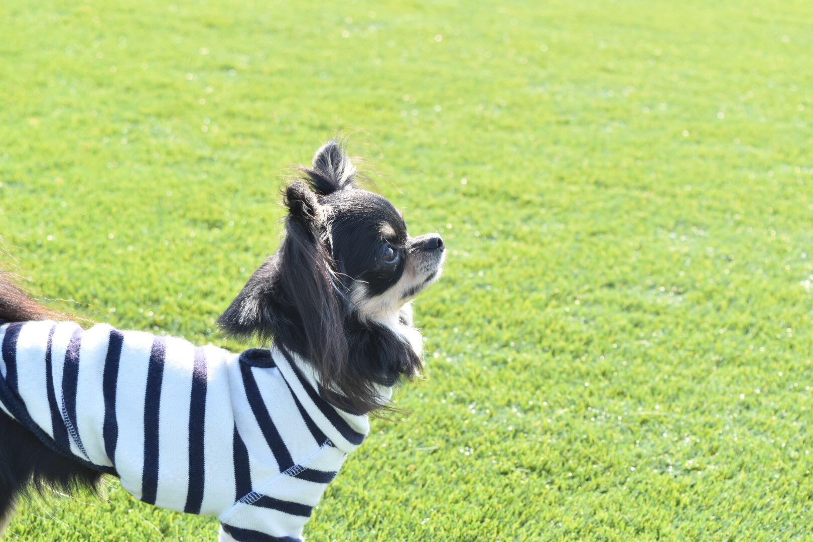 わんにゃんサイトの犬の写真