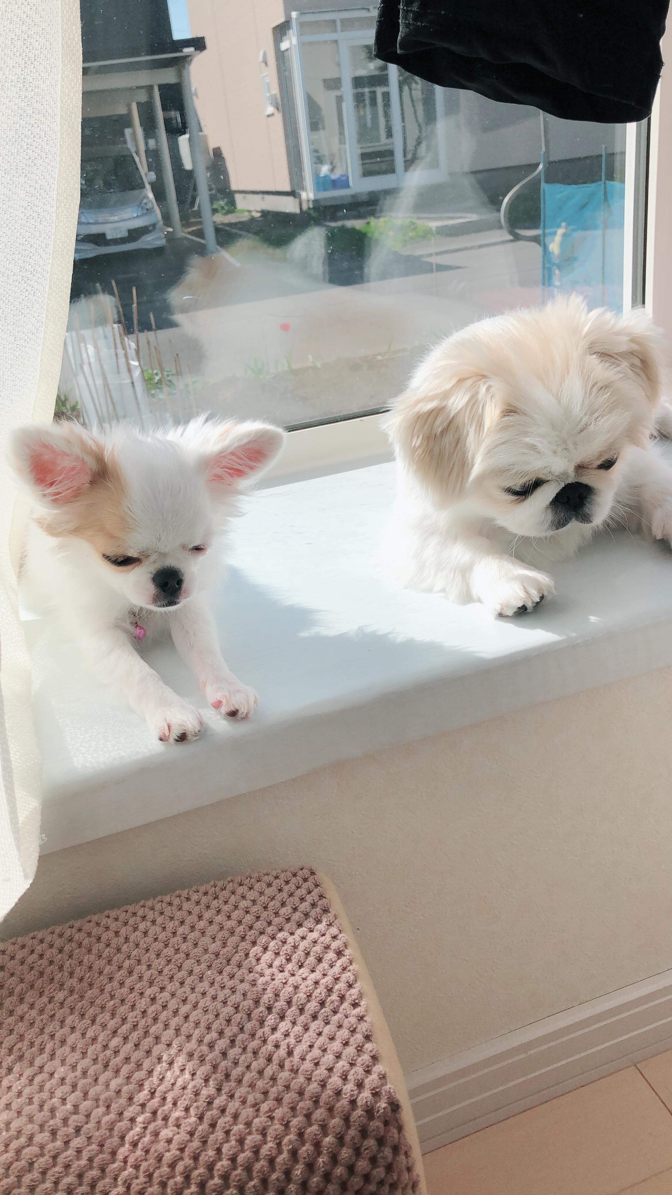 わんにゃんサイトの犬の写真