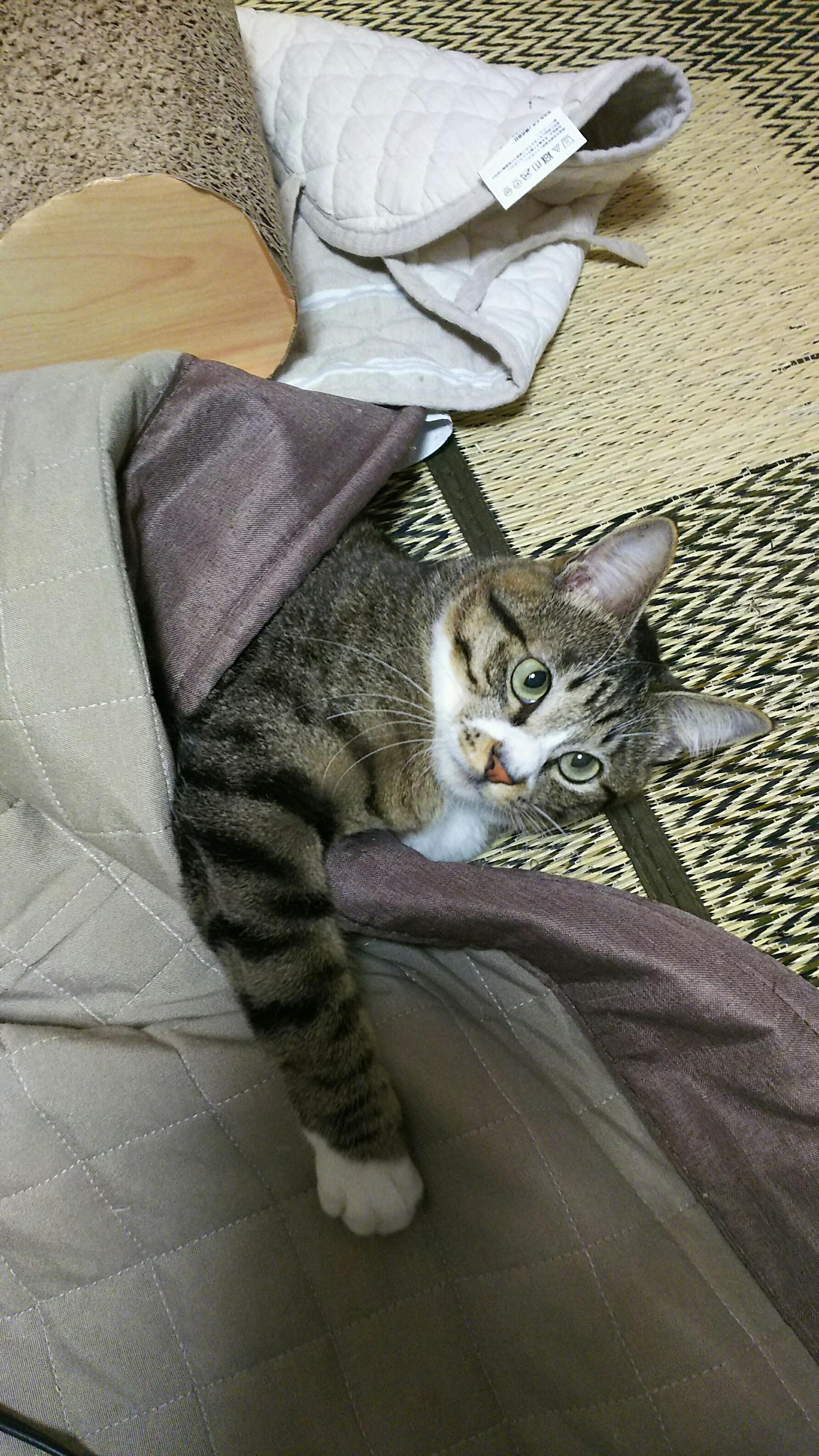 わんにゃんサイトの猫の写真