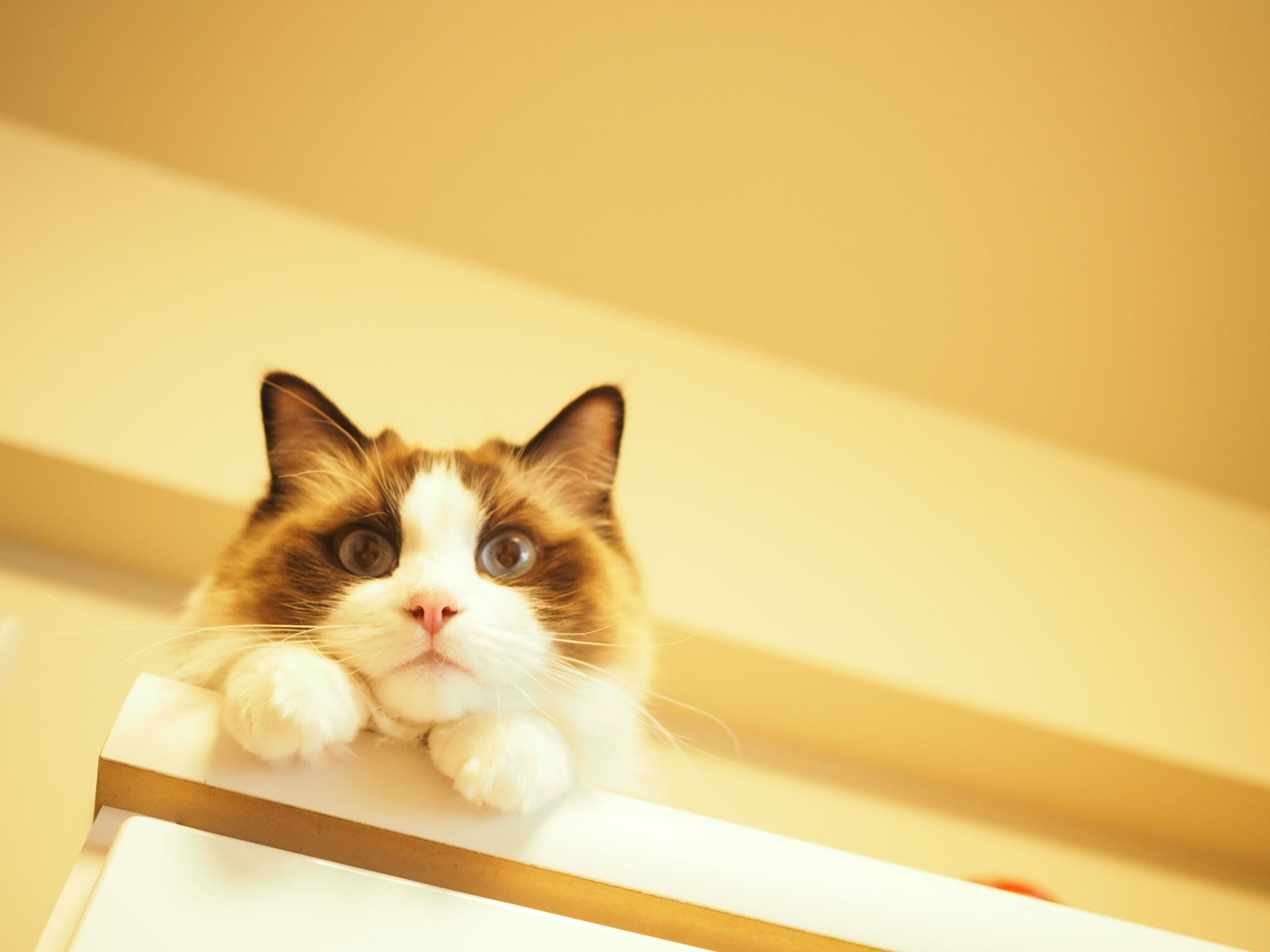 わんにゃんサイトの猫の写真