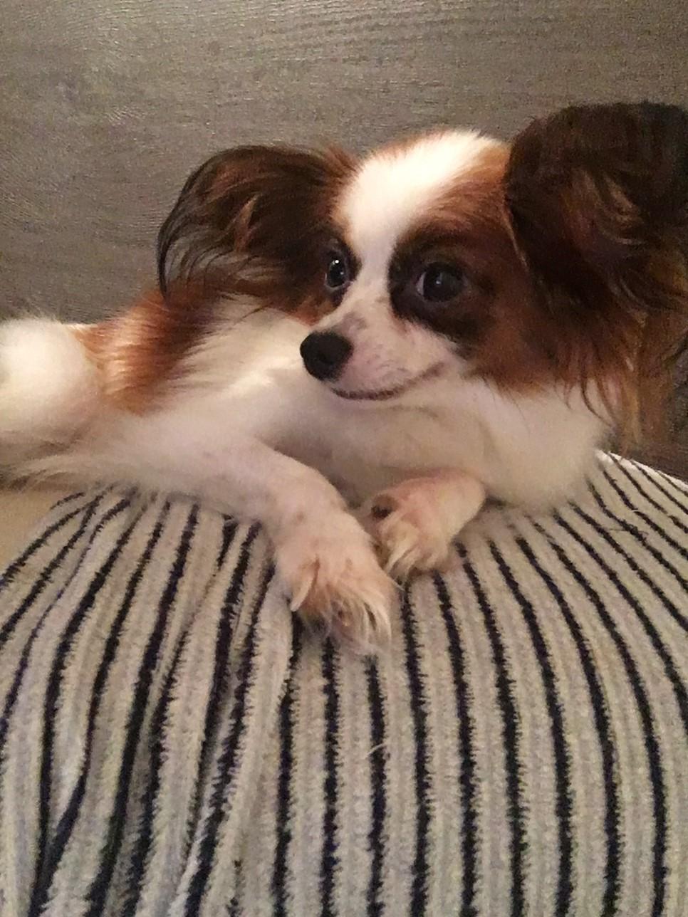 わんにゃんサイトの犬の写真