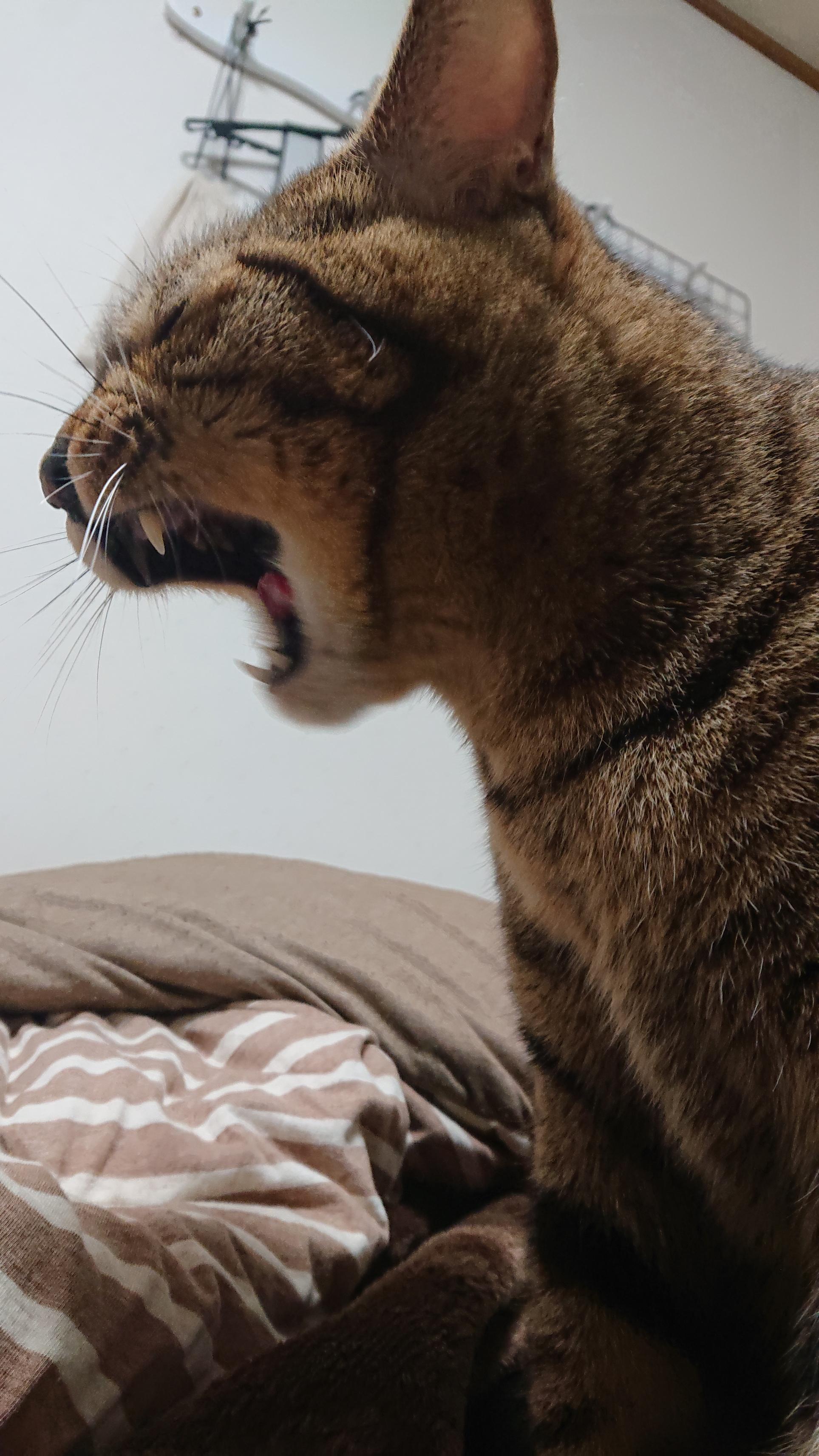 わんにゃんサイトの猫の写真